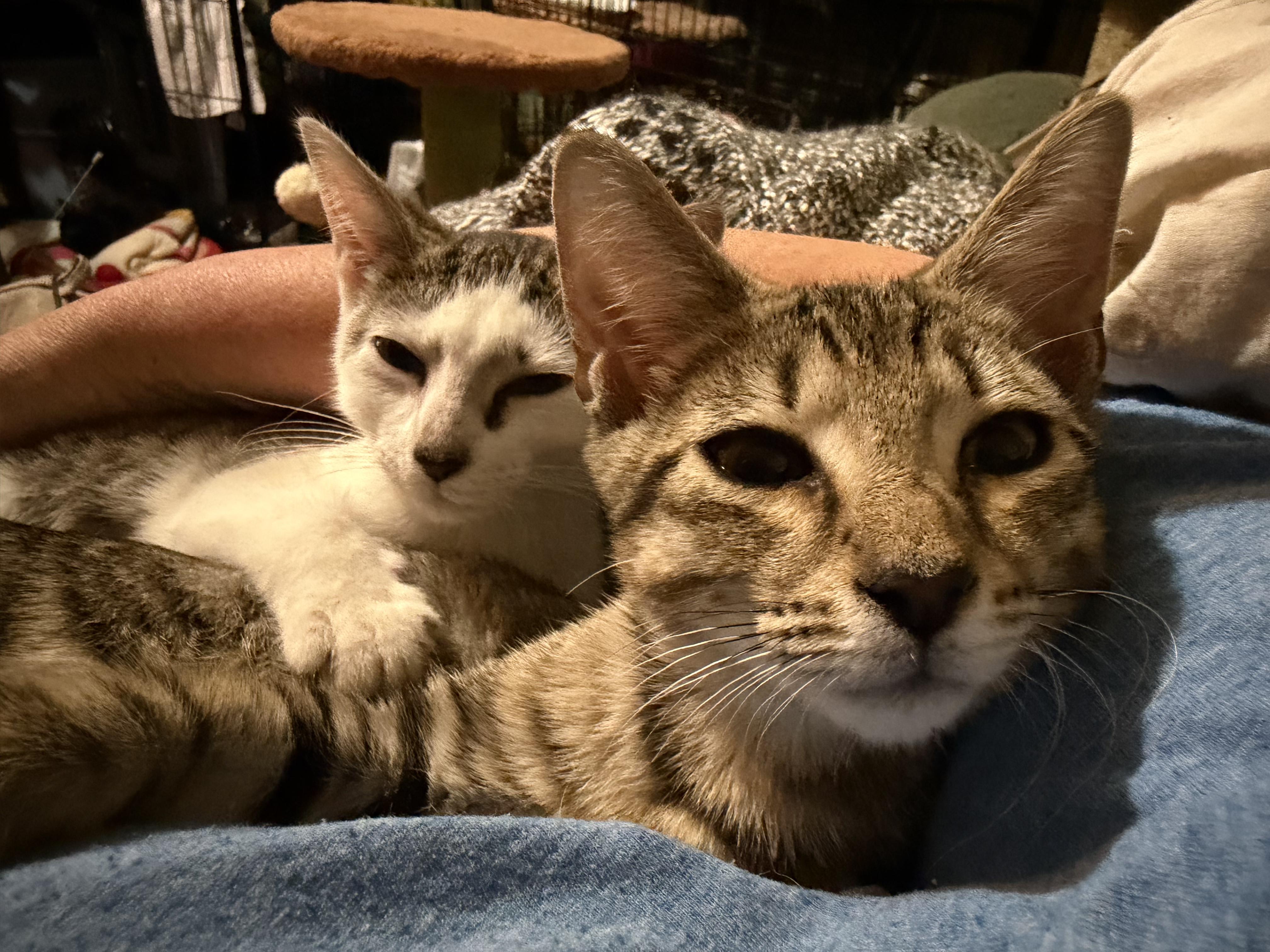 Enlarge Jax and Charlotte, a ADOPTABLE Domestic Short Hair in Lansdowne, PA image 1/4
