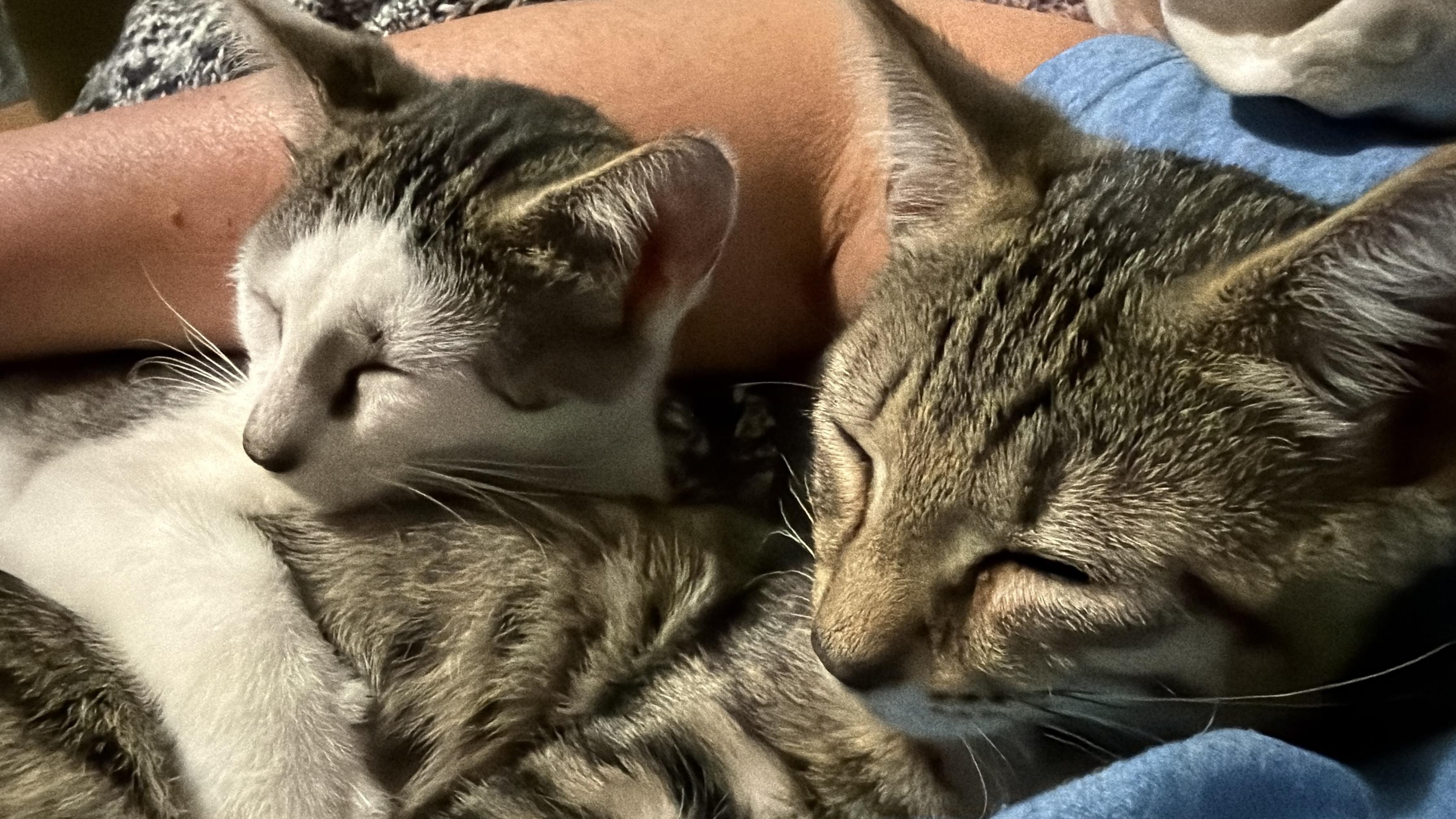 Enlarge Jax and Charlotte, a ADOPTABLE Domestic Short Hair in Lansdowne, PA image 3/4