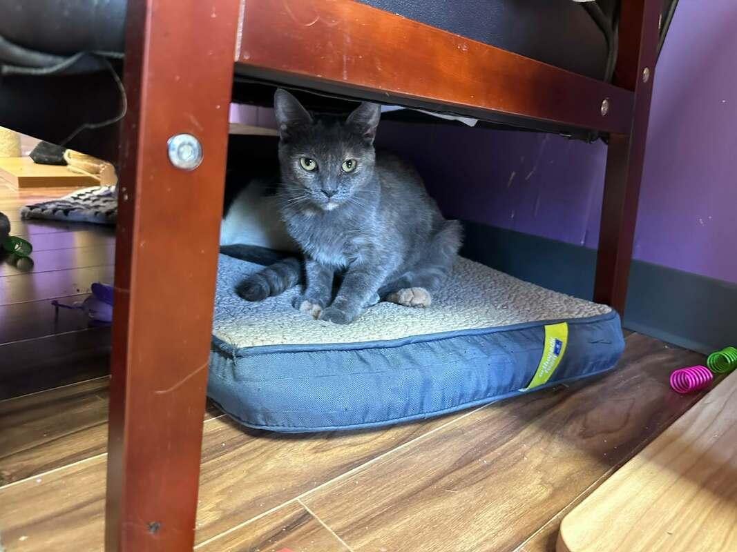 Enlarge Fanny, a Adoptable Domestic Short Hair in Kalamazoo, MI image 2/2