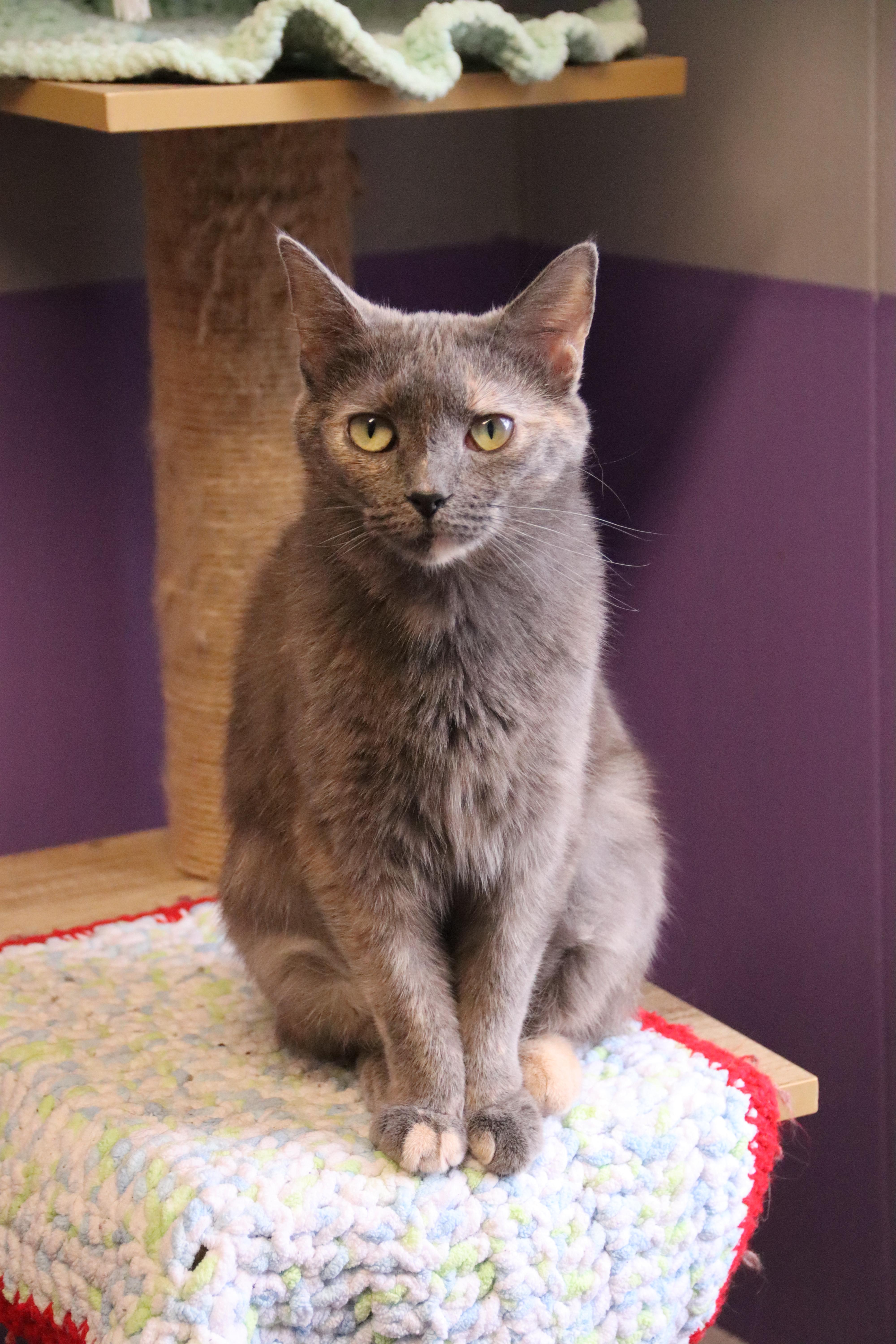Fanny, a Adoptable Domestic Short Hair in Kalamazoo, MI image 2/3