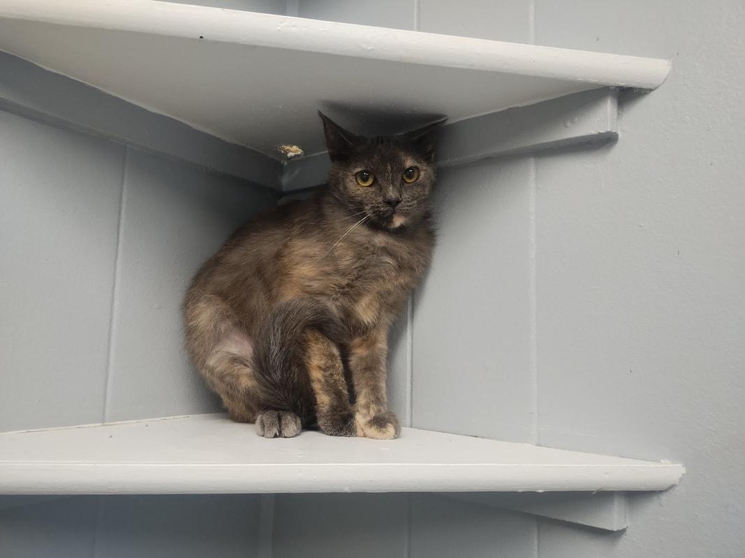 Fanny, Adoptable, Young Female Domestic Short Hair.