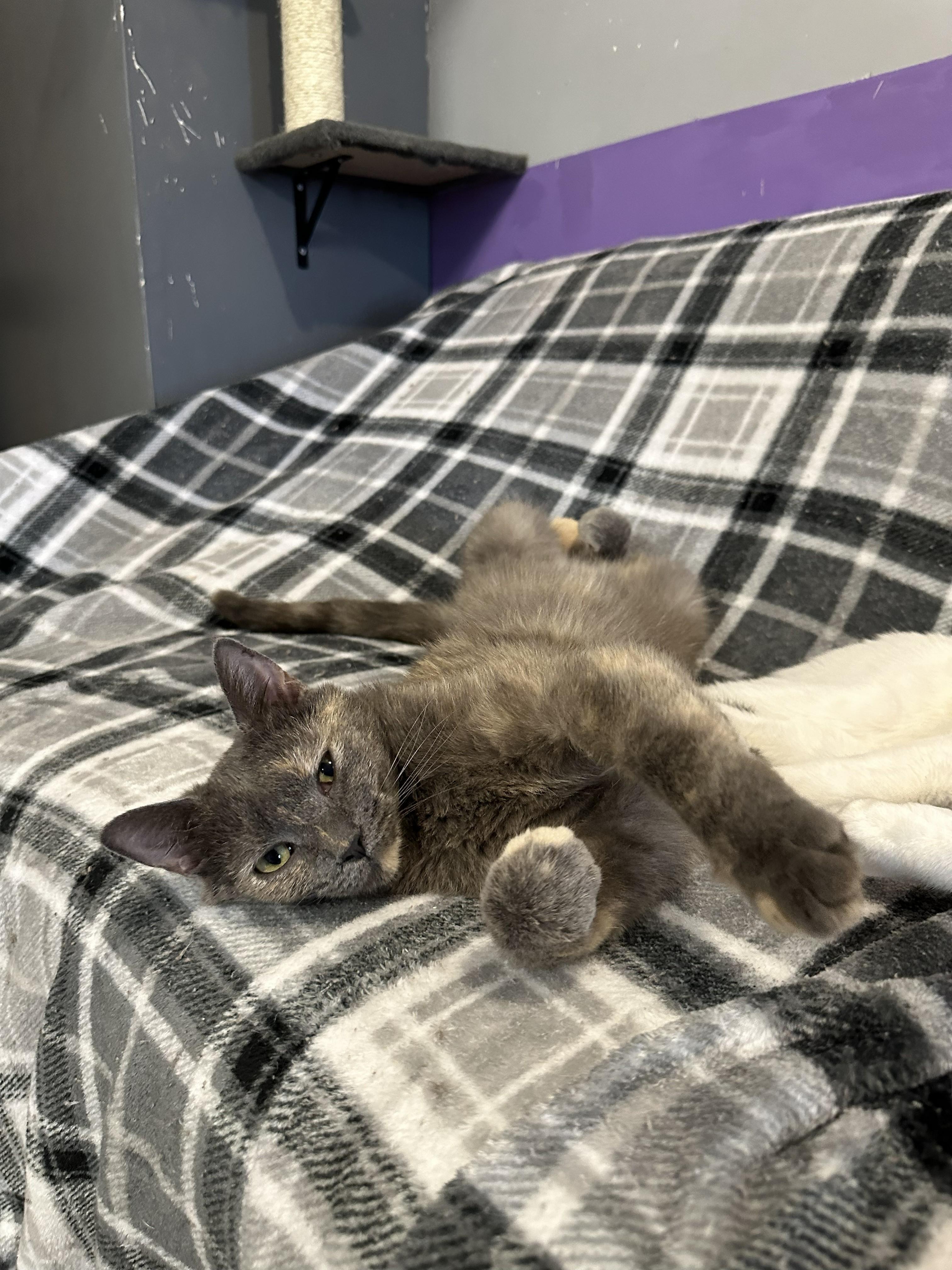 Fanny, Adoptable, Young Female Domestic Short Hair.