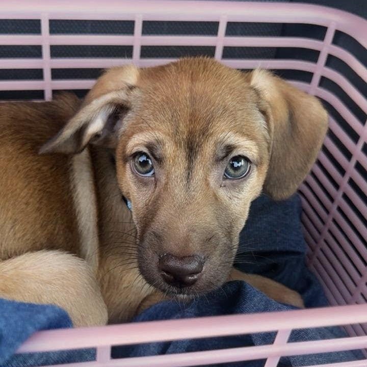 Yankee, a Adoptable mixed breed in Annapolis, MD image 2/6