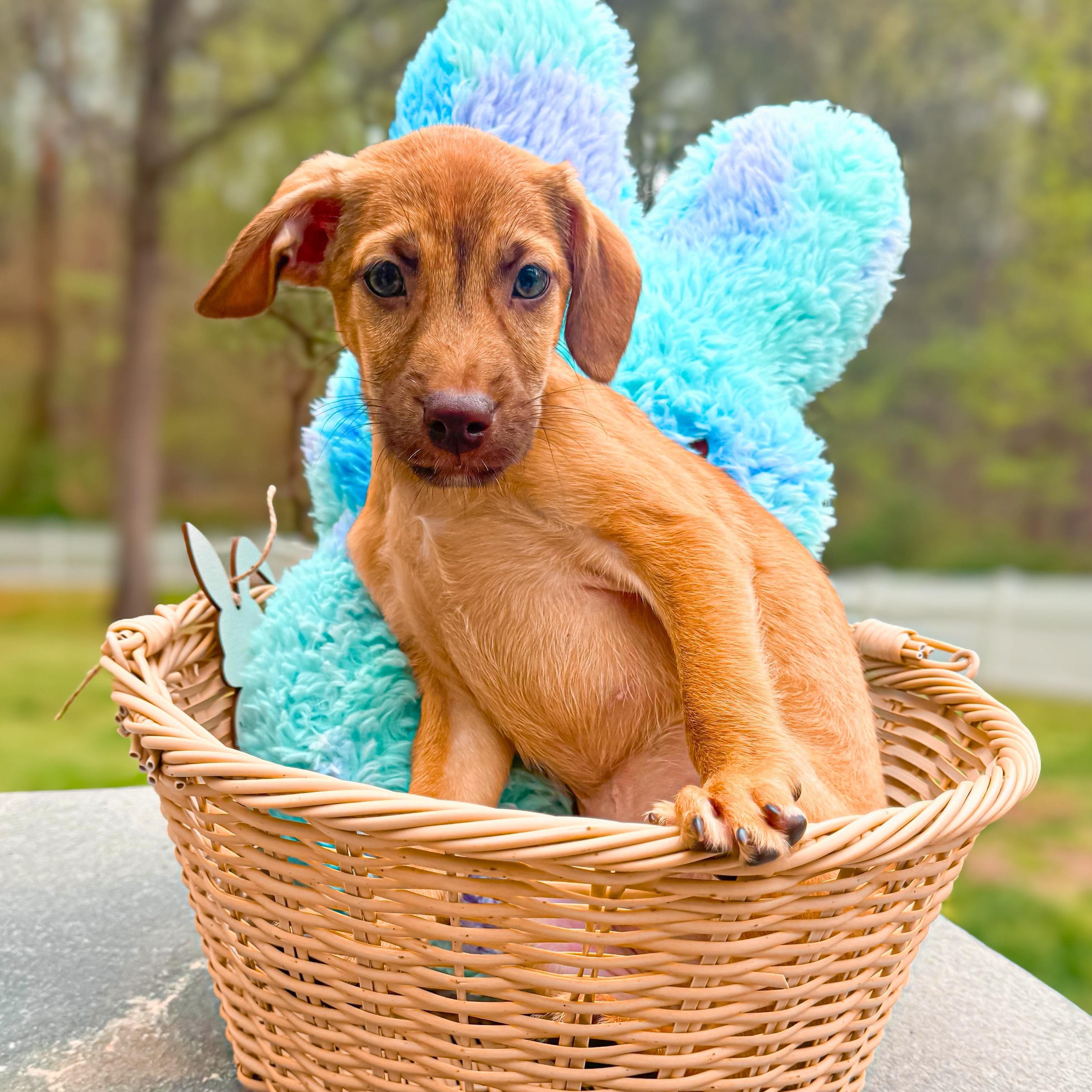 Yankee, a Adoptable mixed breed in Annapolis, MD image 3/6
