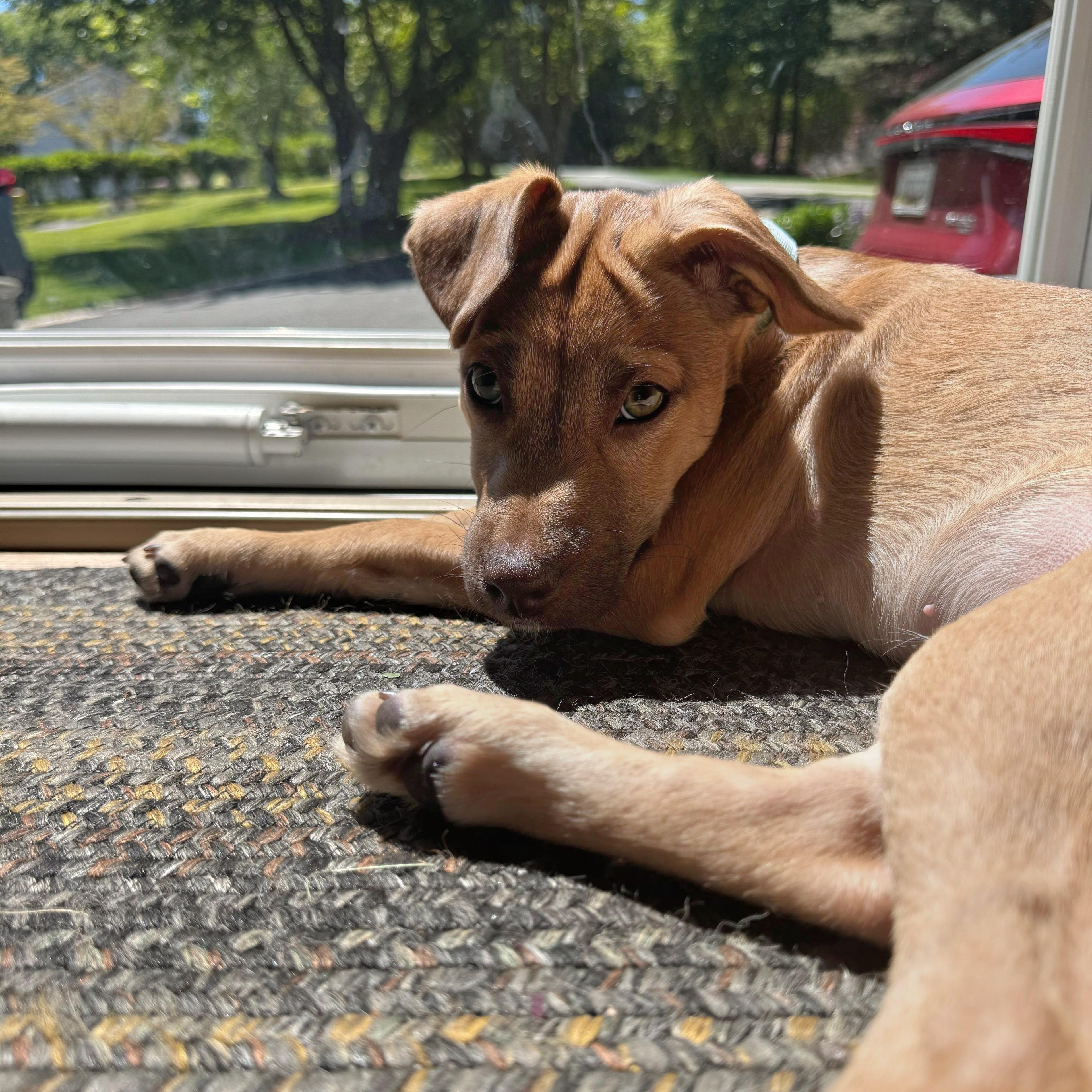 Yankee, a Adoptable mixed breed in Annapolis, MD image 6/6