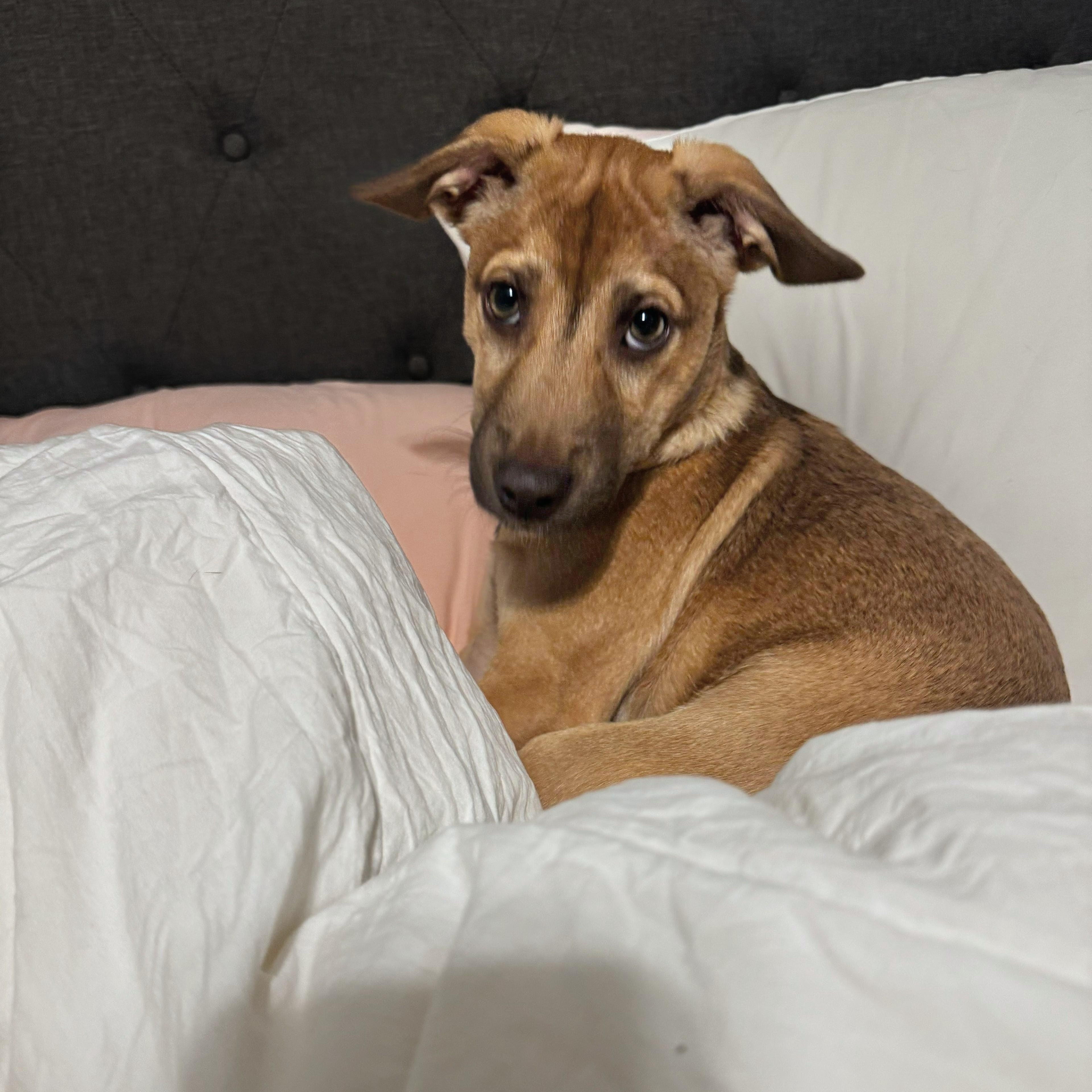 Yankee, a Adoptable mixed breed in Annapolis, MD image 5/6