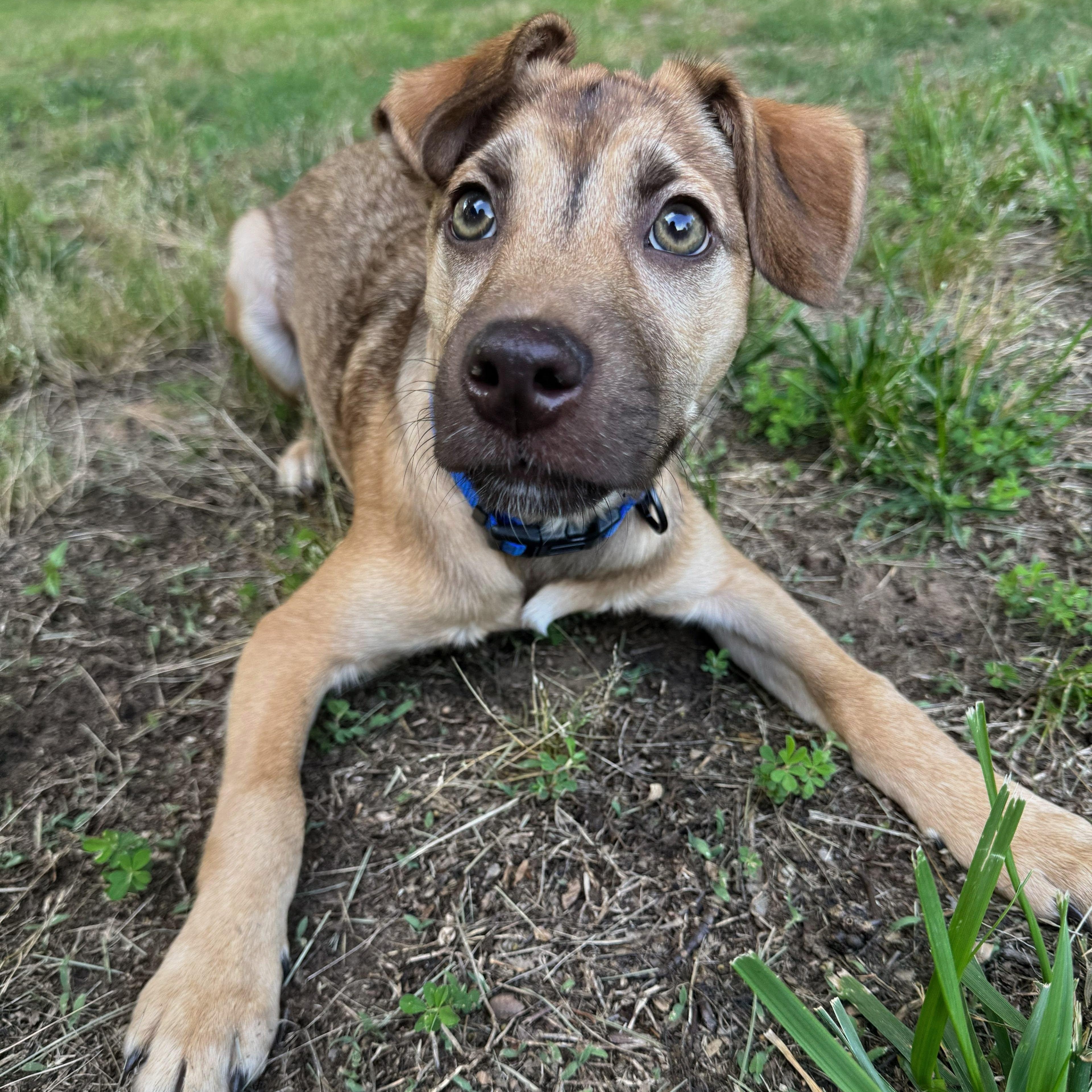 Yankee, Adoptable, Puppy Male Mixed Breed.