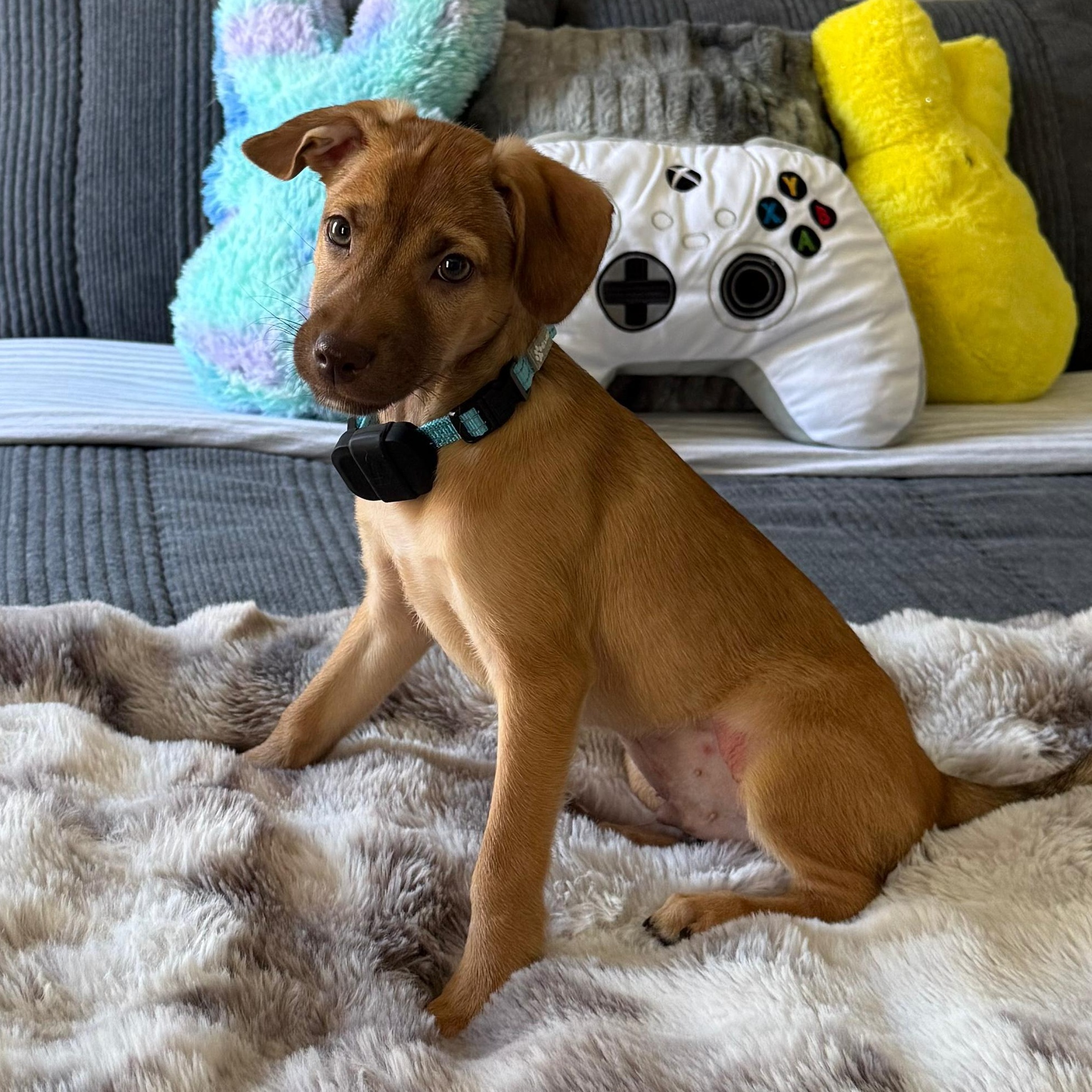Yankee, a Adoptable mixed breed in Annapolis, MD image 4/6