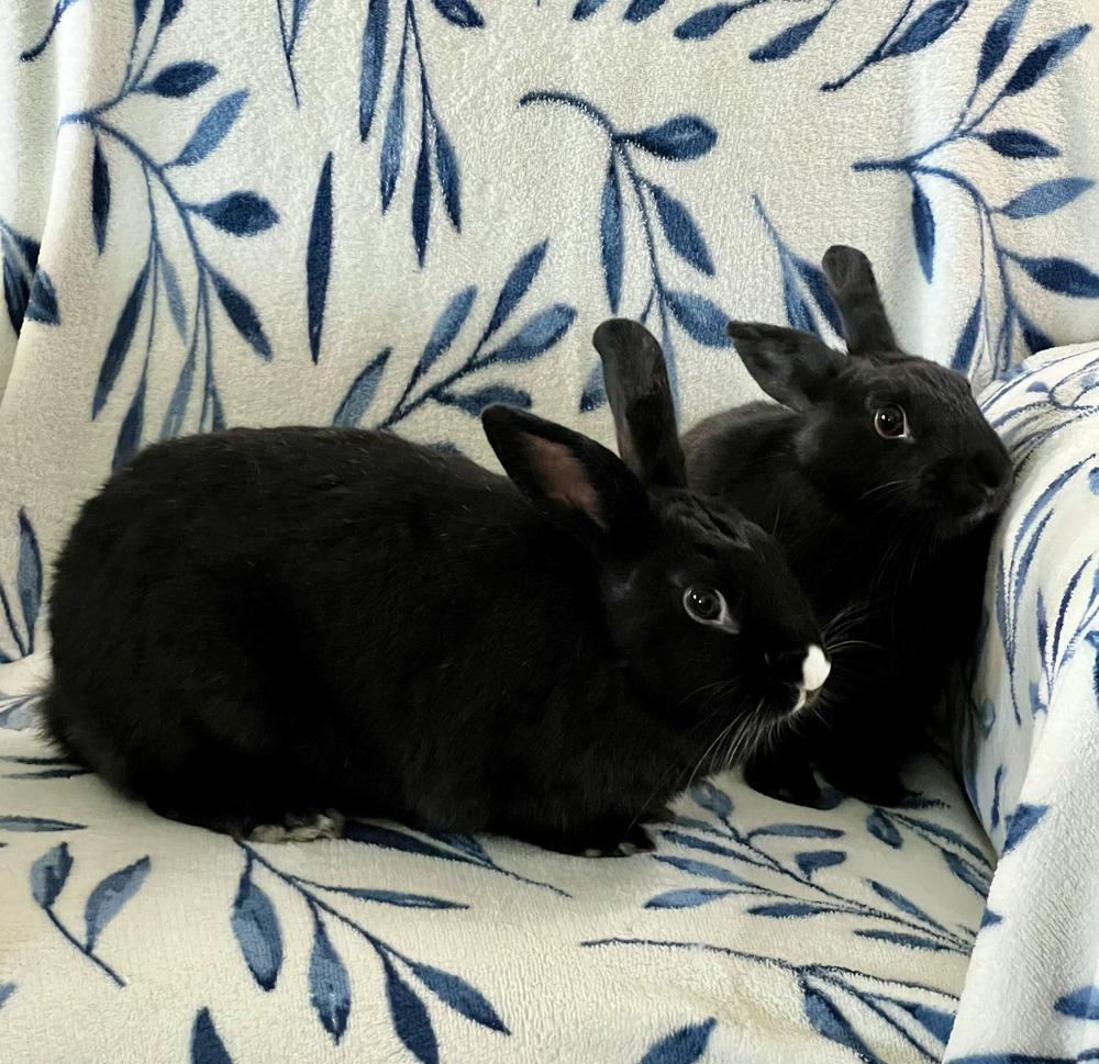 Miffy and Buttons, a Adoptable mixed breed in Naples, FL image 1/6