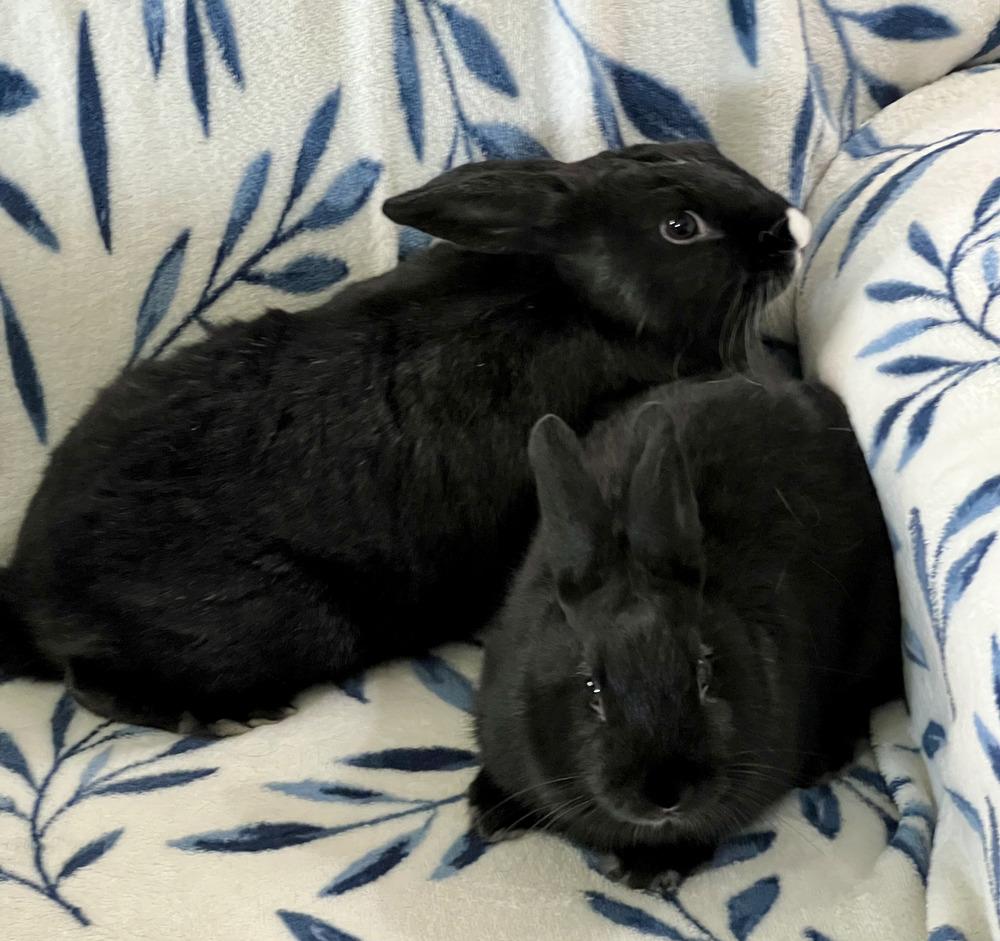 Miffy and Buttons, a Adoptable mixed breed in Naples, FL image 2/6