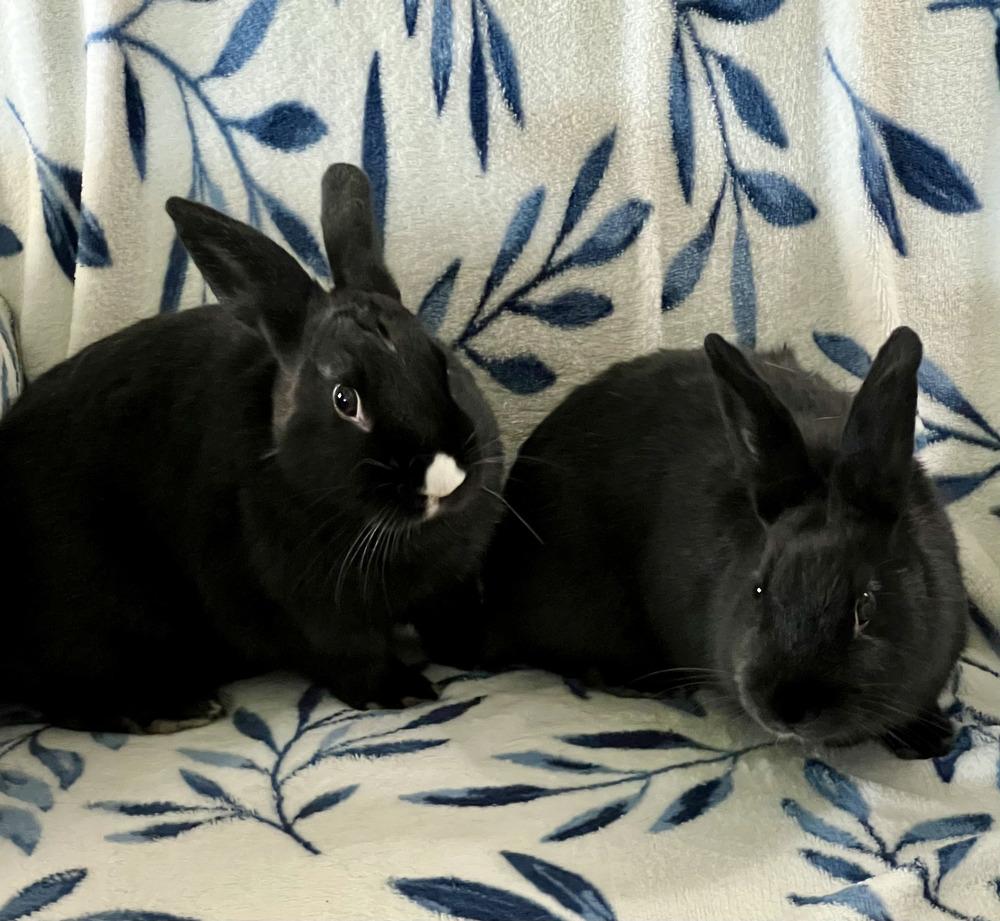 Miffy and Buttons, a Adoptable mixed breed in Naples, FL image 4/6