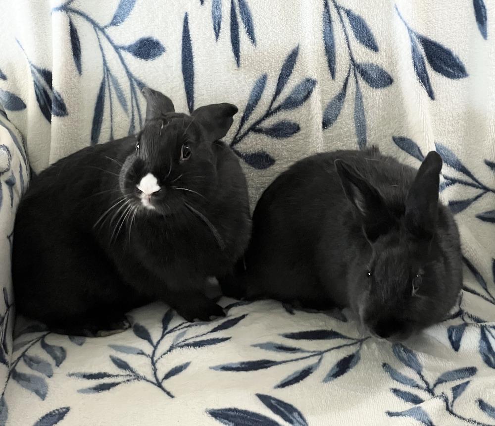 Miffy and Buttons, a Adoptable mixed breed in Naples, FL image 5/6