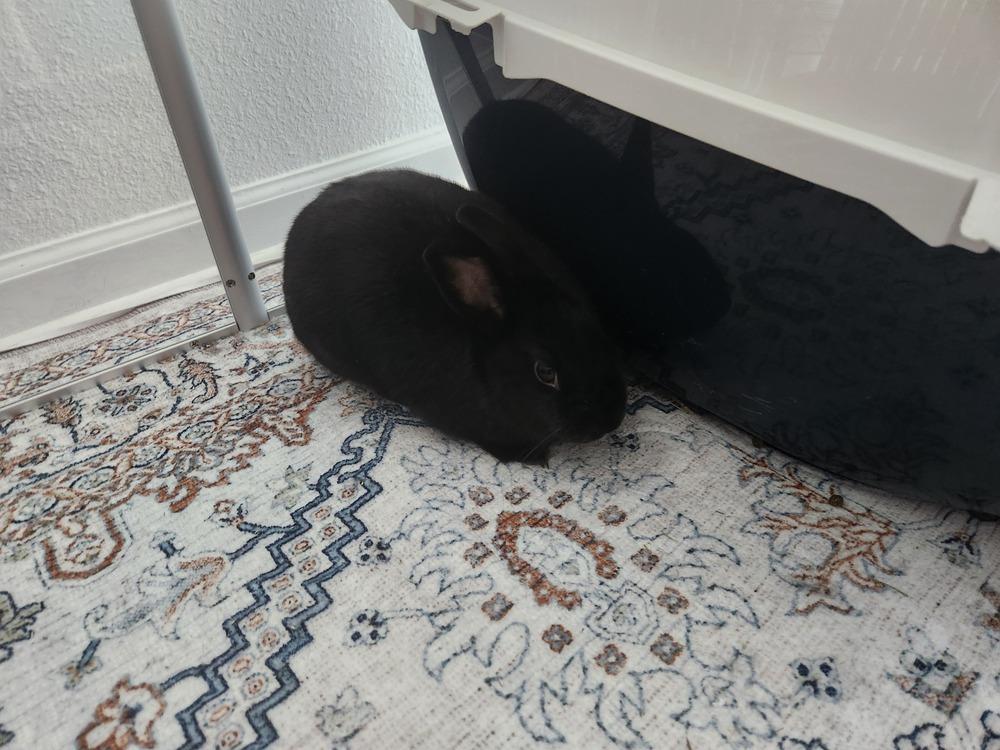 Miffy and Buttons, a Adoptable mixed breed in Naples, FL image 6/6