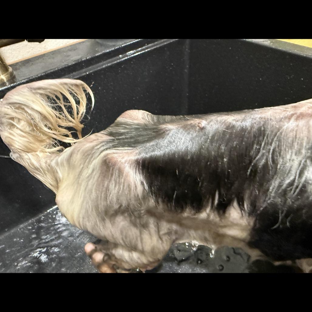 Grandpa, Adoptable, Senior Male Shih Tzu & Mixed Breed.