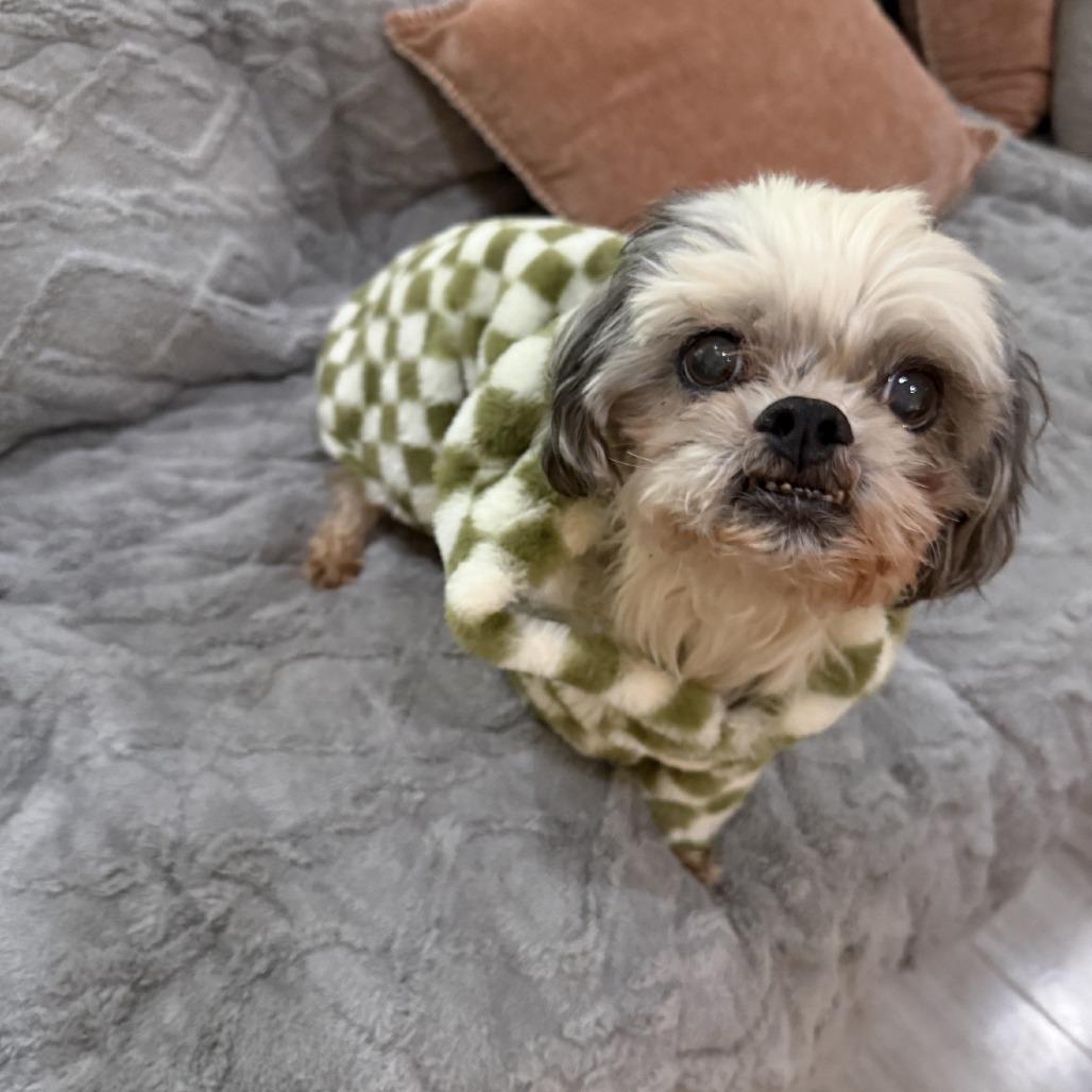 Grandpa, a Adoptable mixed breed in Little Rock, AR image 2/4