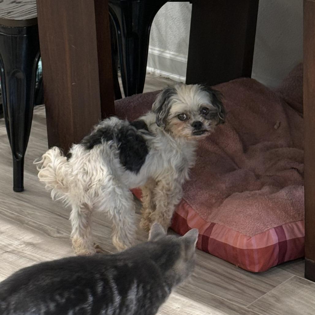 Grandpa, a Adoptable mixed breed in Little Rock, AR image 3/4