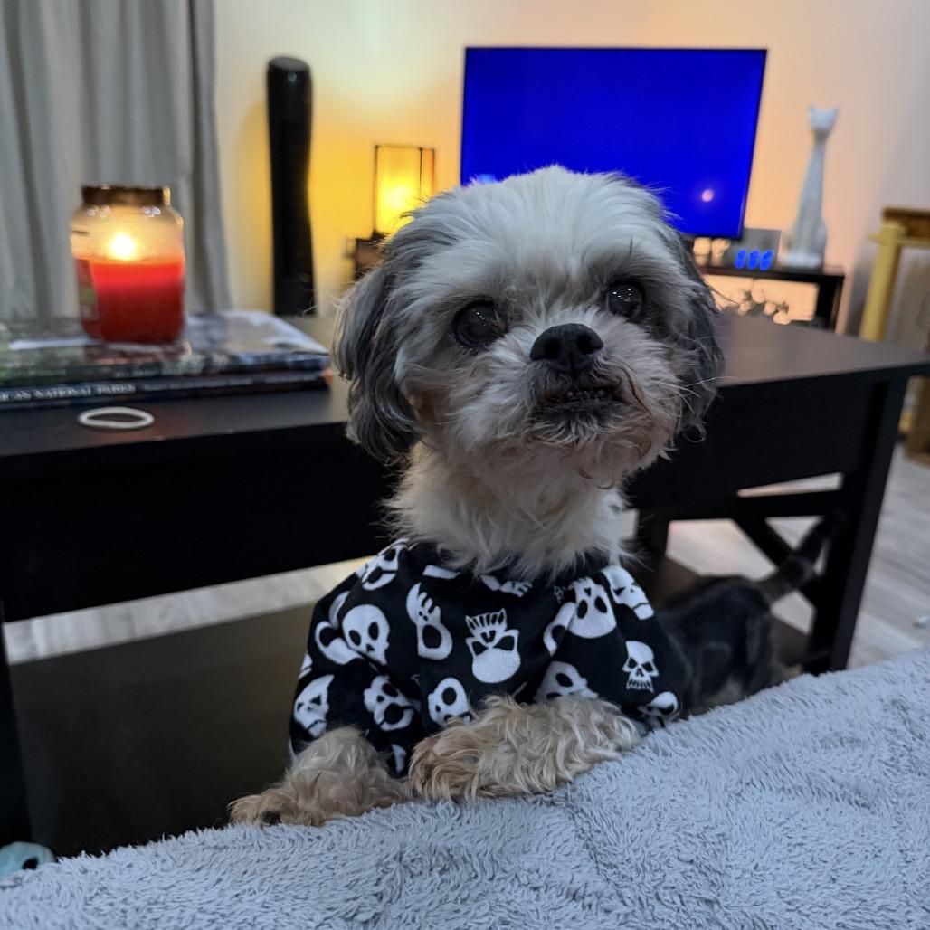 Grandpa, a Adoptable mixed breed in Little Rock, AR image 4/4