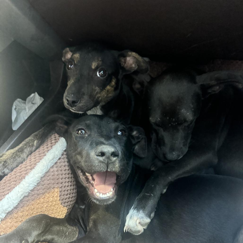 Enlarge *Courtesy Listing - Nugget, a Adoptable mixed breed in Tuscaloosa, AL image 1/5