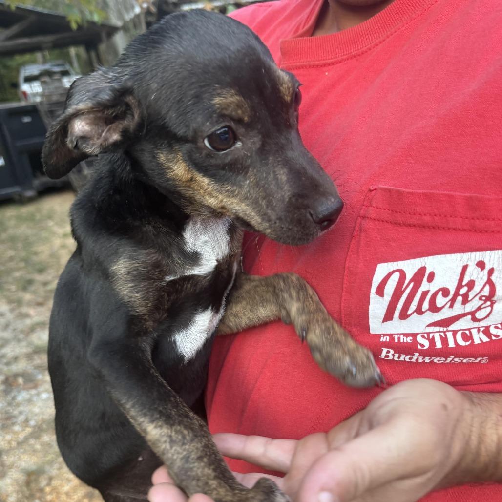 Enlarge *Courtesy Listing - Nugget, a Adoptable mixed breed in Tuscaloosa, AL image 2/5