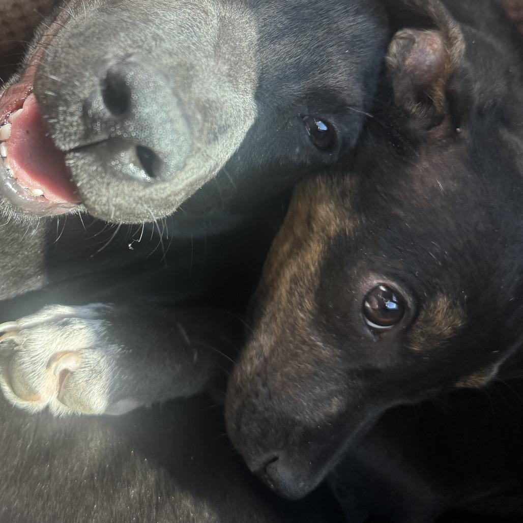 Enlarge *Courtesy Listing - Nugget, a Adoptable mixed breed in Tuscaloosa, AL image 3/5