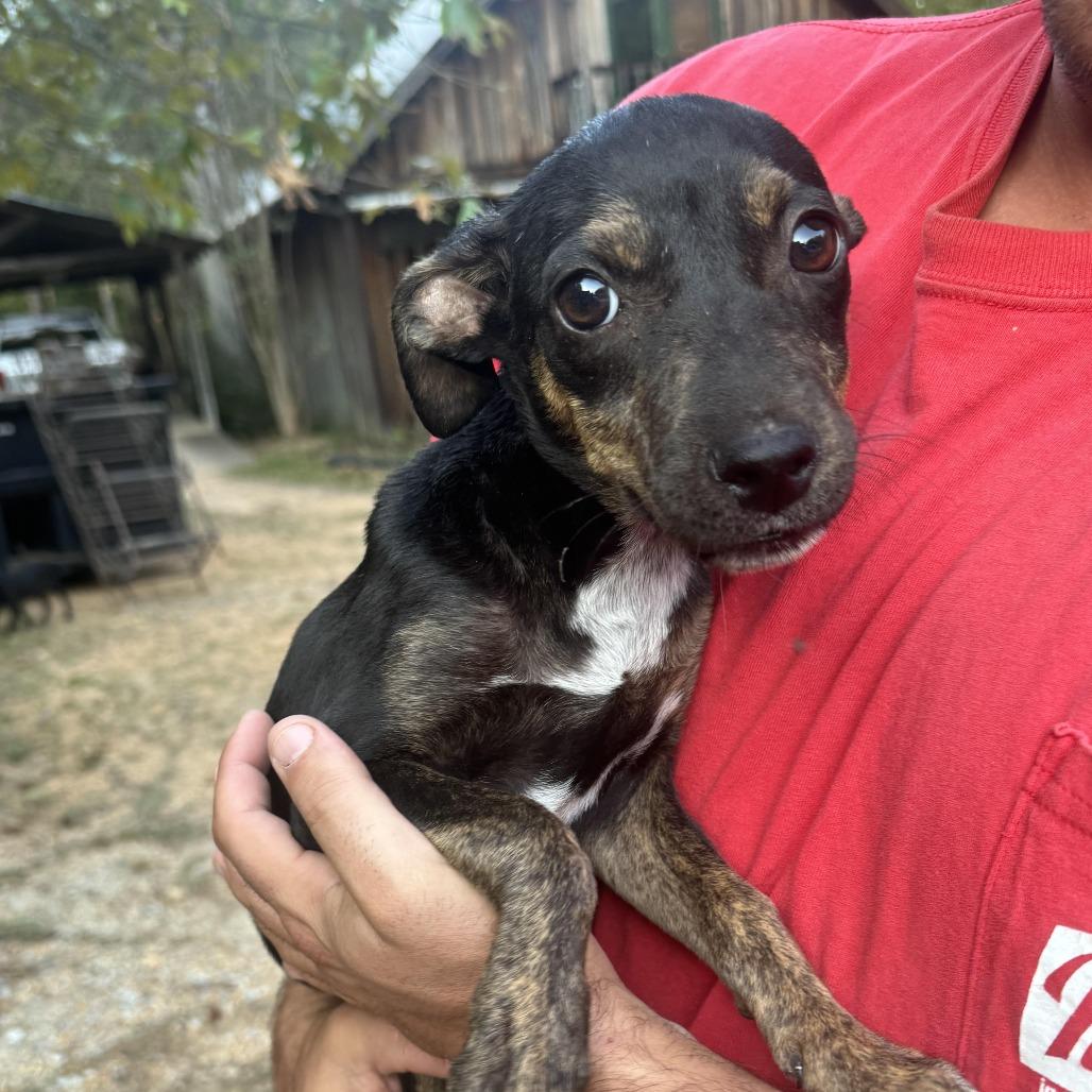 Enlarge *Courtesy Listing - Nugget, a Adoptable mixed breed in Tuscaloosa, AL image 4/5