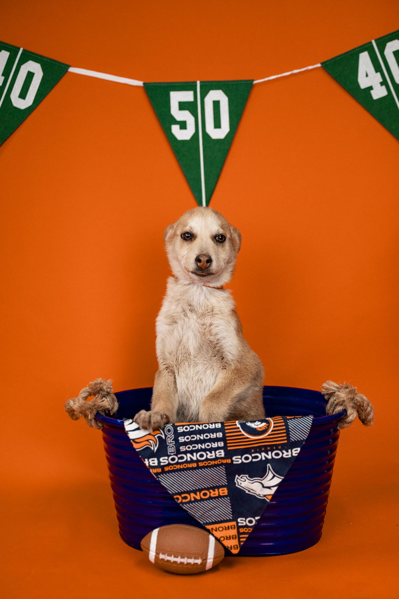 Enlarge 40-26, a ADOPTABLE mixed breed in Brighton, CO image 2/2