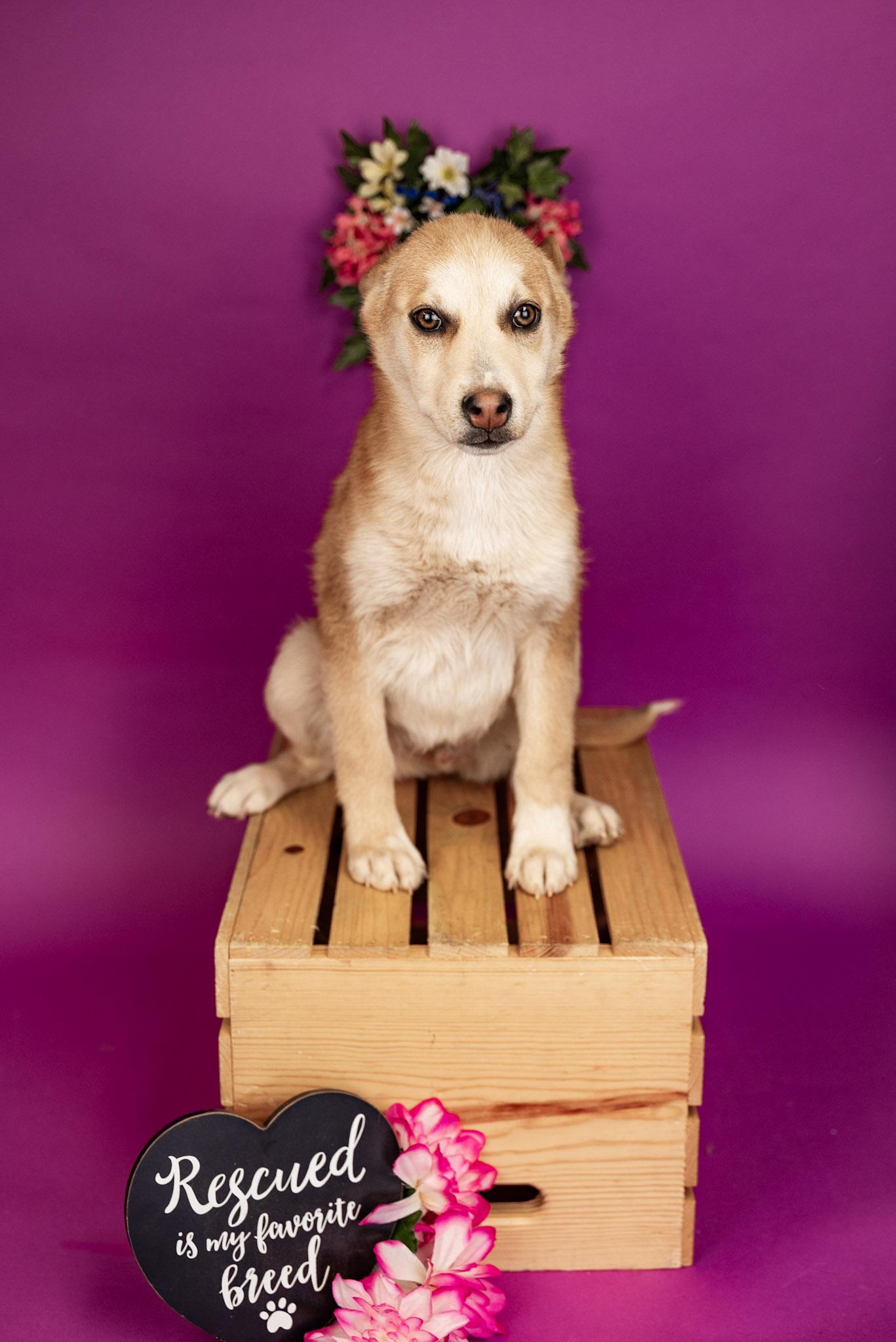 Enlarge 40-26, a ADOPTABLE mixed breed in Brighton, CO image 1/2