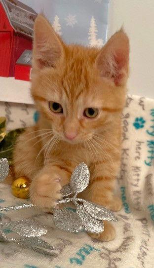 Enlarge Spruengli, a Adoptable Domestic Short Hair in Shawnee, KS image 1/3