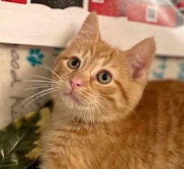 Enlarge Spruengli, a Adoptable Domestic Short Hair in Shawnee, KS image 2/3