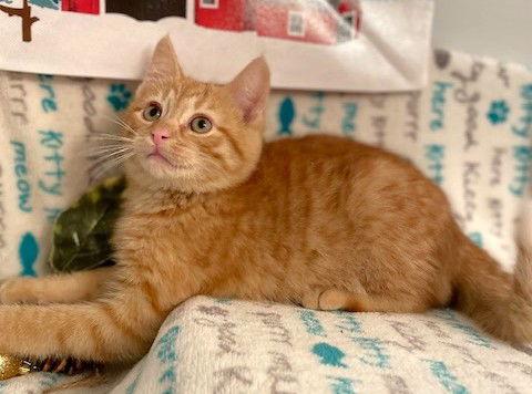 Enlarge Spruengli, a Adoptable Domestic Short Hair in Shawnee, KS image 3/3