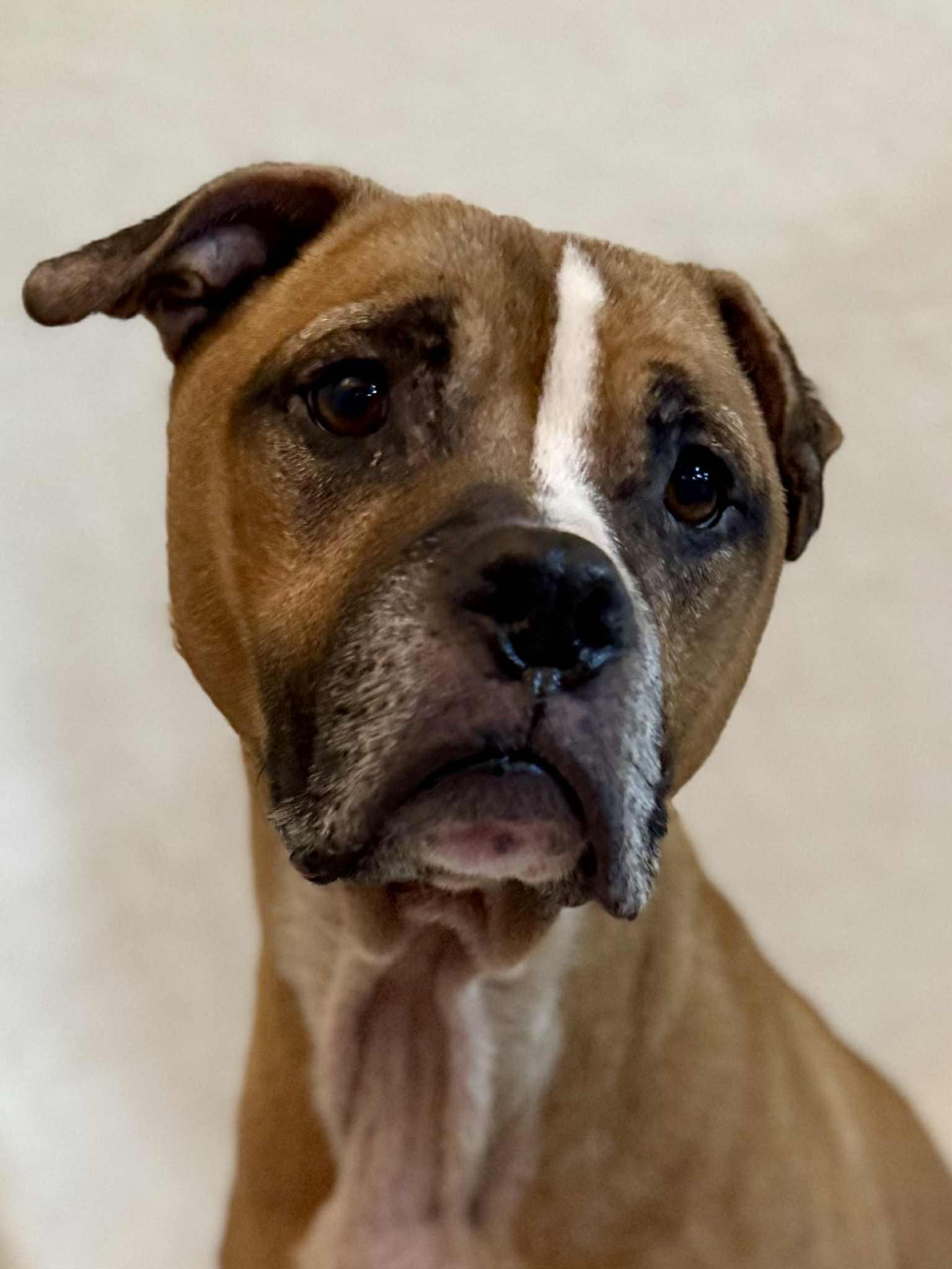 BERTRAM, ADOPTABLE, Senior Male Pit Bull Terrier & Boxer.