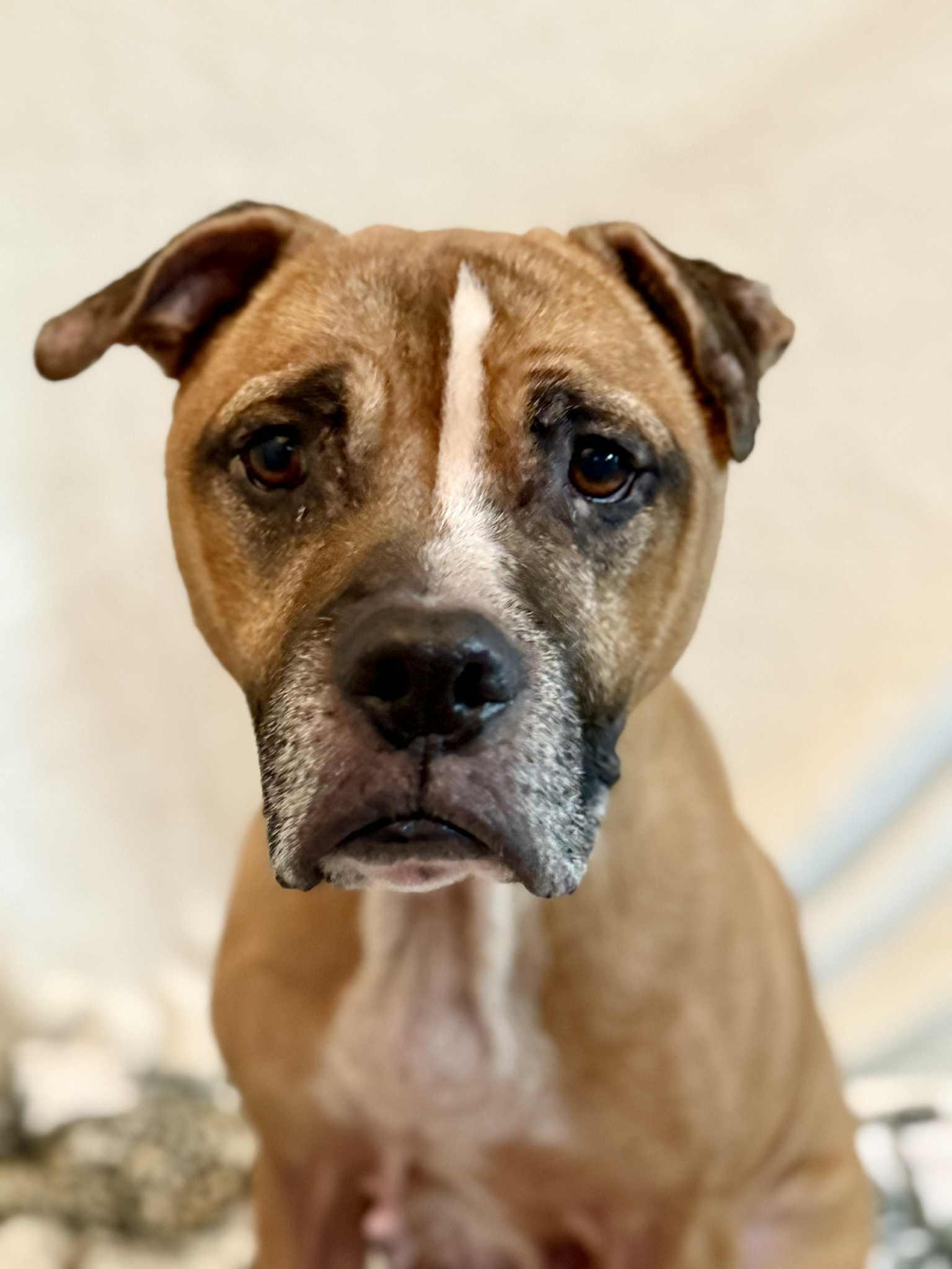 BERTRAM, a ADOPTABLE mixed breed in Port Clinton, OH image 3/3