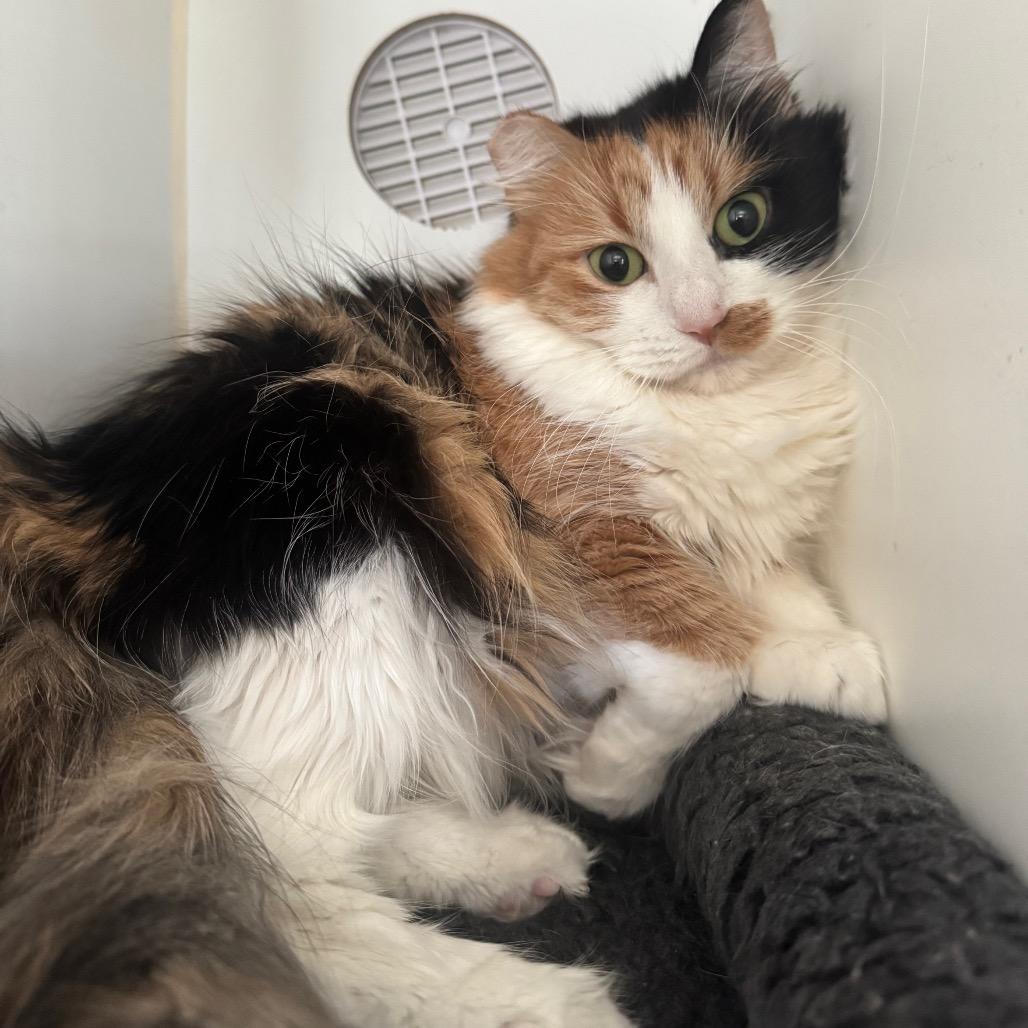 Thelma, Adoptable, Adult Female Domestic Long Hair.