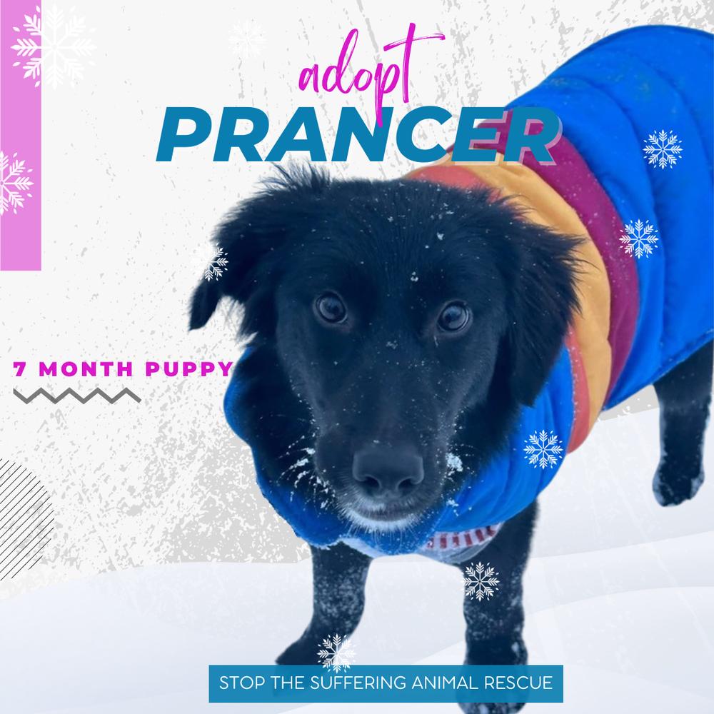 Prancer thumbnail 3