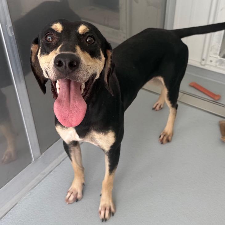 Poppy, Adoptable, Adult Female Hound.