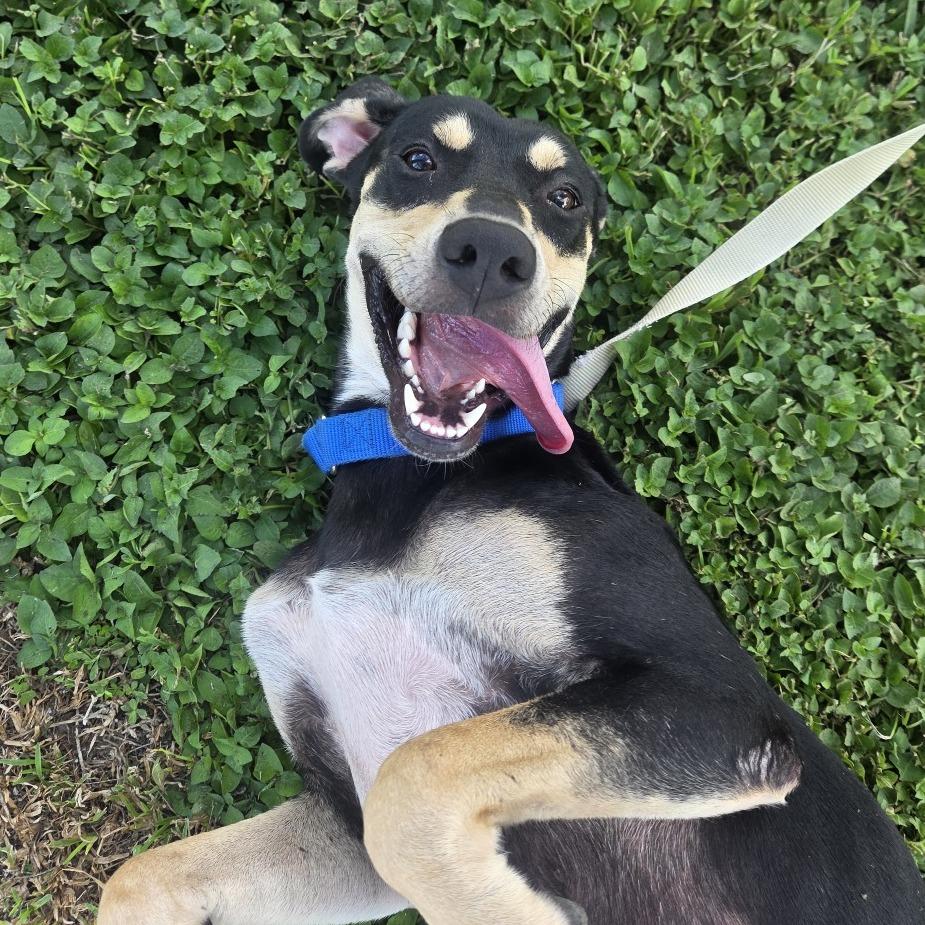 Enlarge Poppy, a Adoptable Hound in Bradenton, FL image 2/3