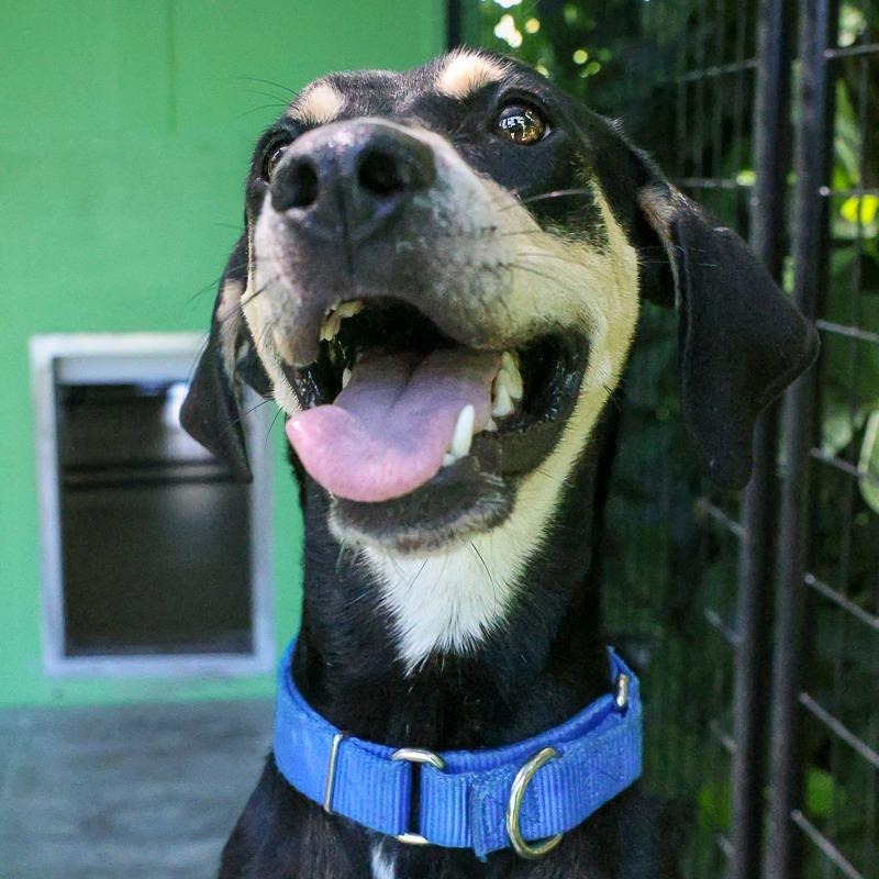 Enlarge Poppy, a Adoptable Hound in Bradenton, FL image 3/3