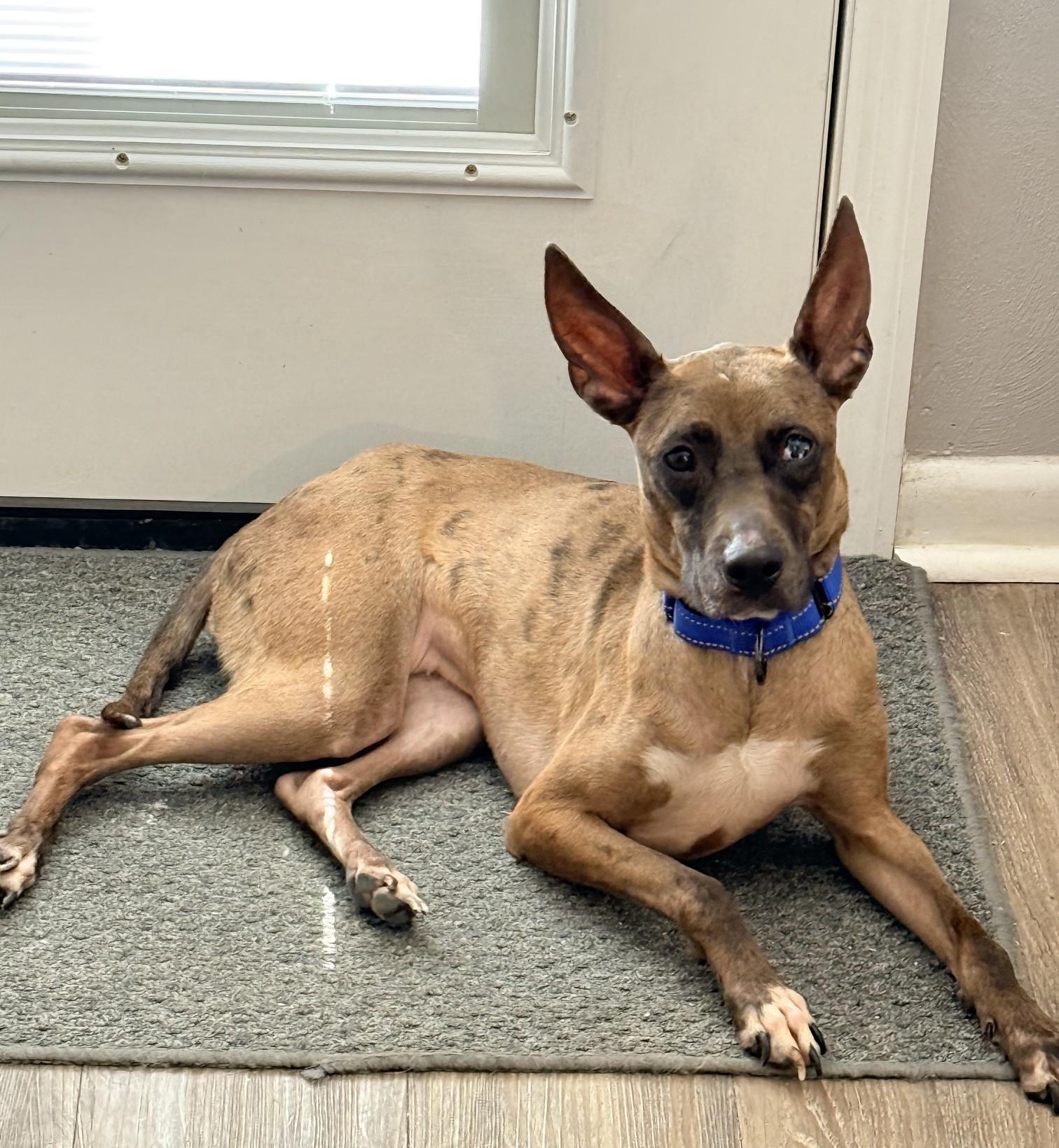 Enlarge Pebbles, a ADOPTABLE mixed breed in Dallas, TX image 2/6
