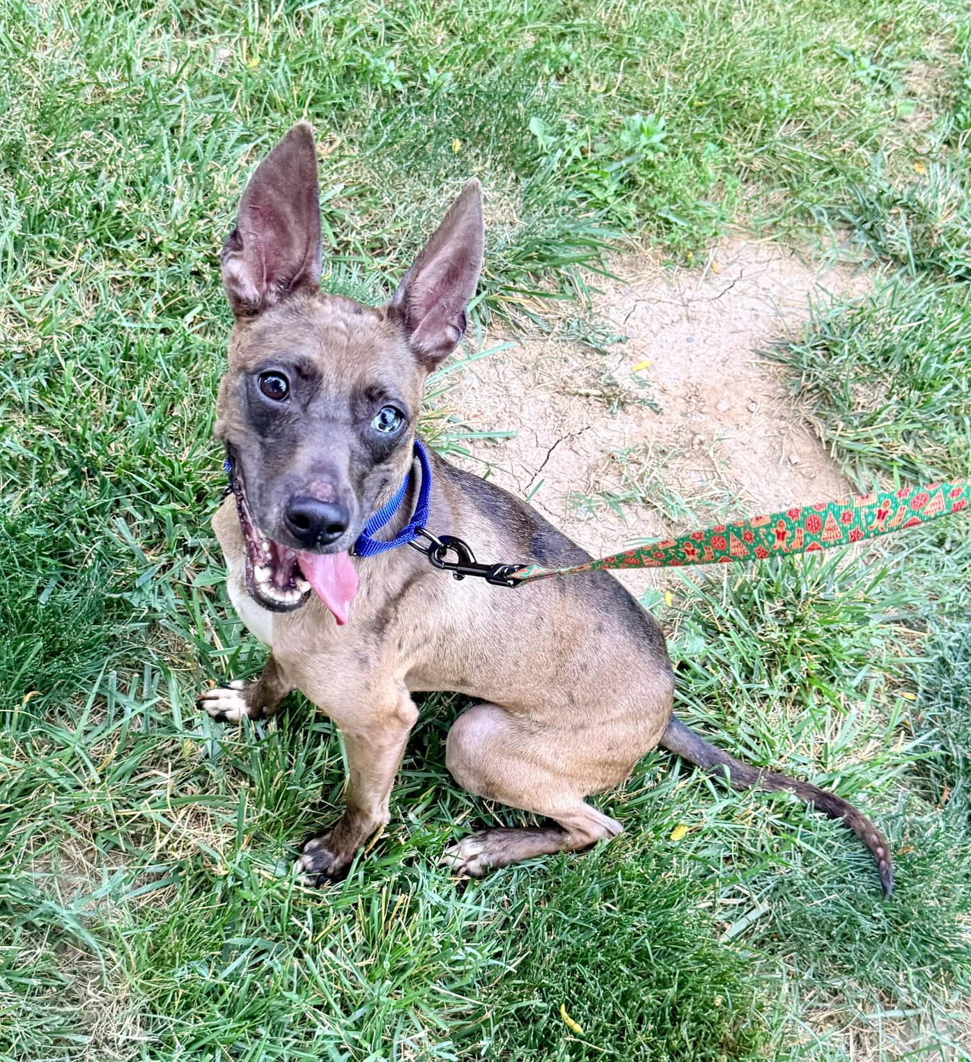 Pebbles, ADOPTABLE, Adult Female Catahoula Leopard Dog.