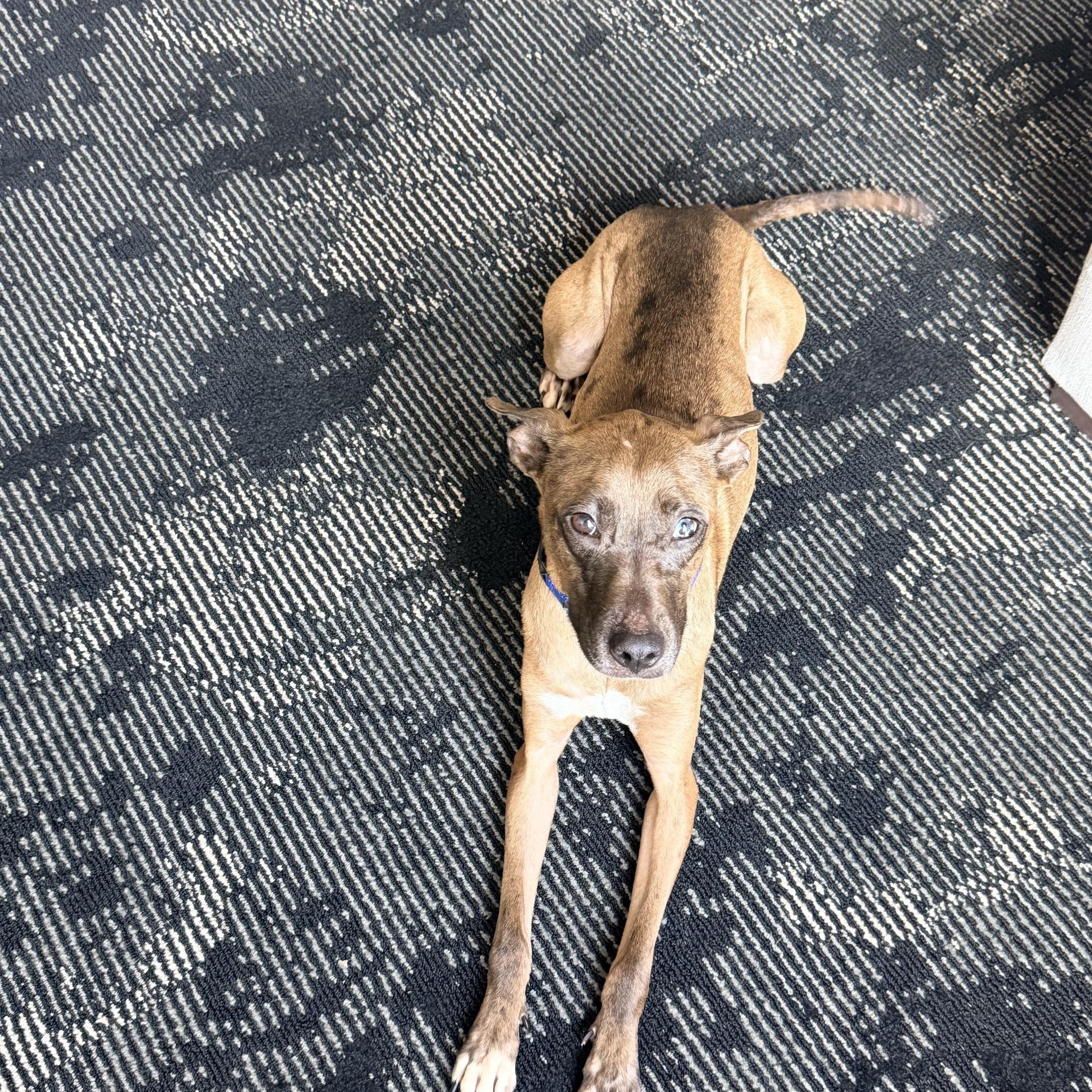 Enlarge Pebbles, a ADOPTABLE mixed breed in Dallas, TX image 4/6