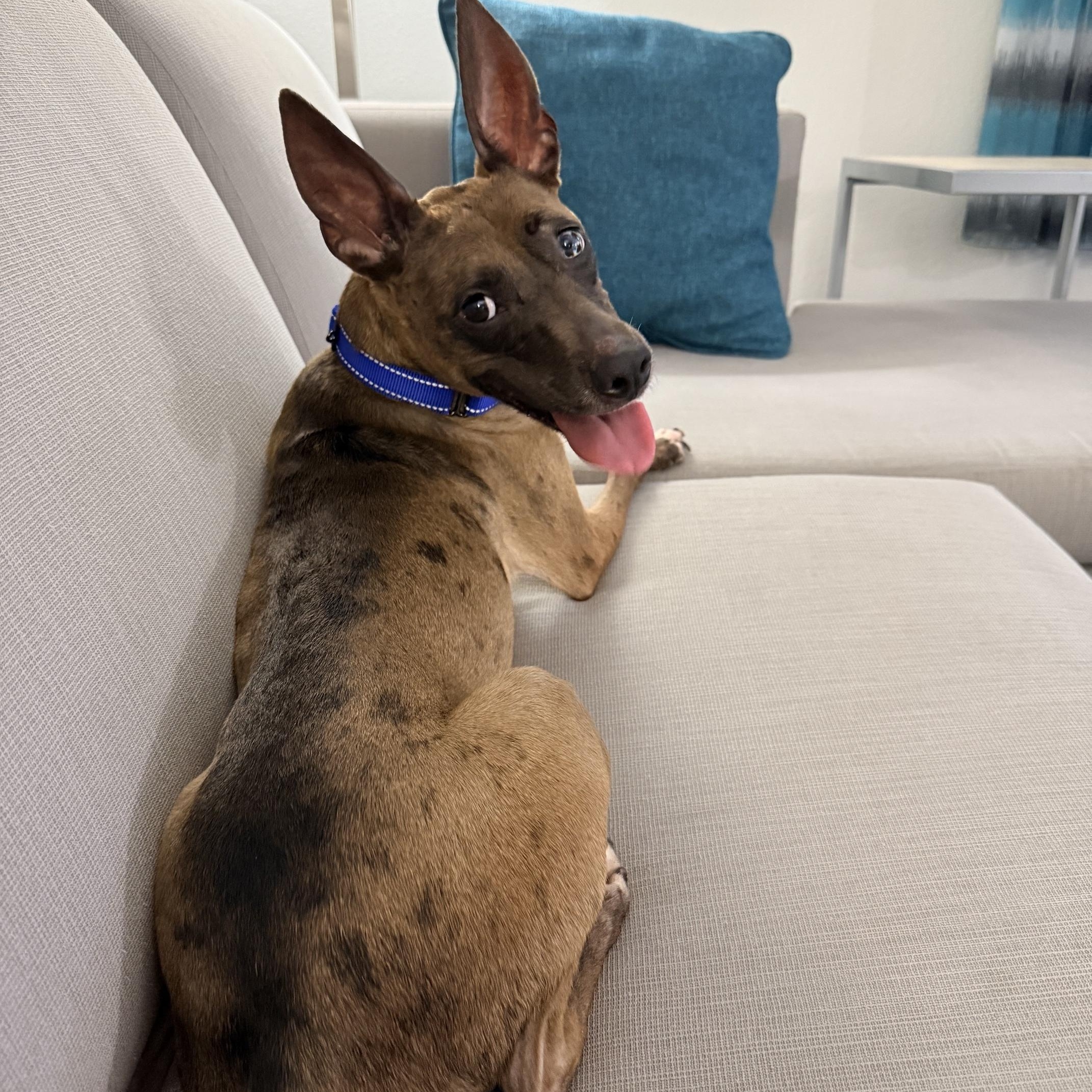 Enlarge Pebbles, a ADOPTABLE mixed breed in Dallas, TX image 3/6