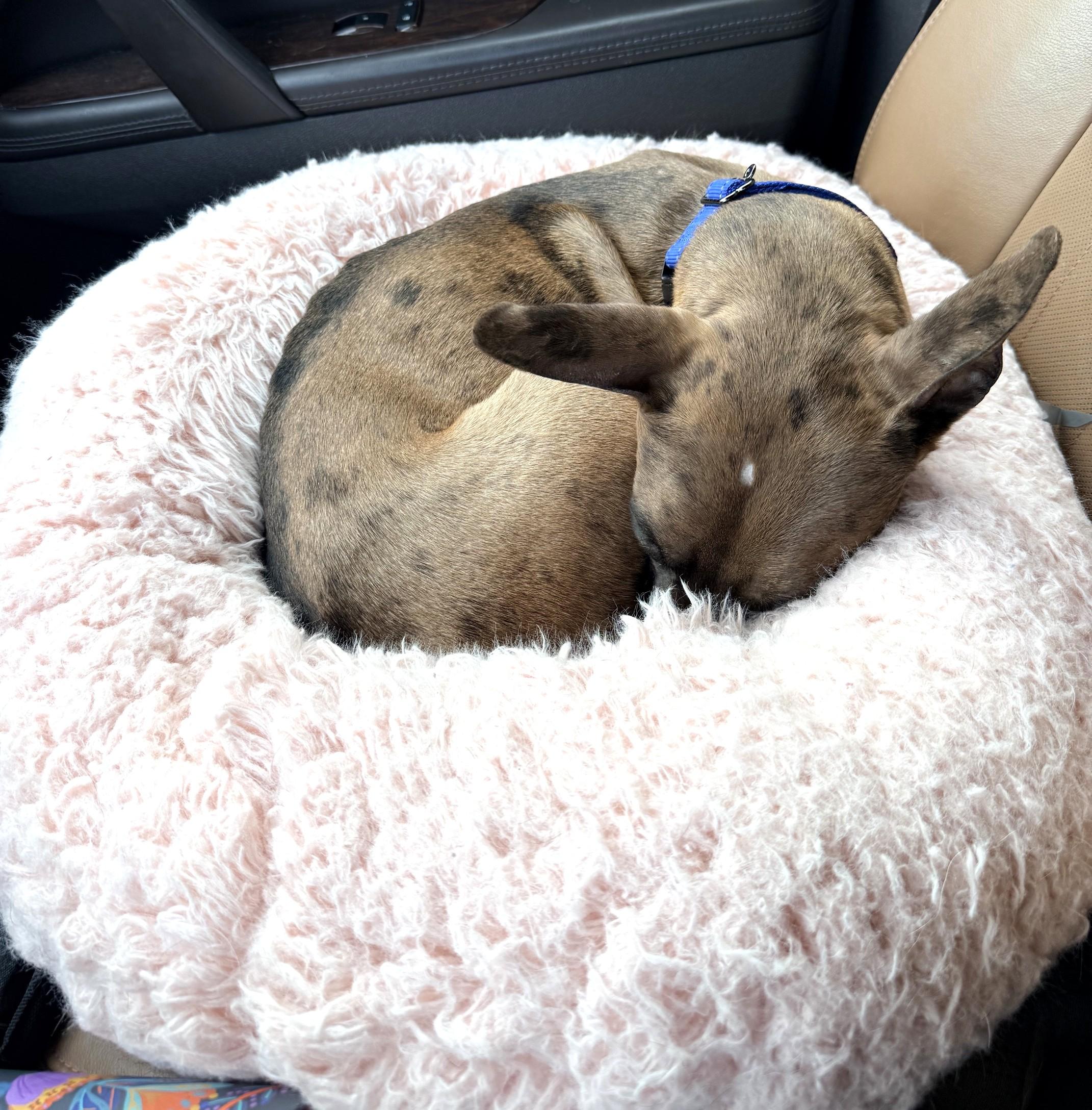 Enlarge Pebbles, a ADOPTABLE mixed breed in Dallas, TX image 5/6