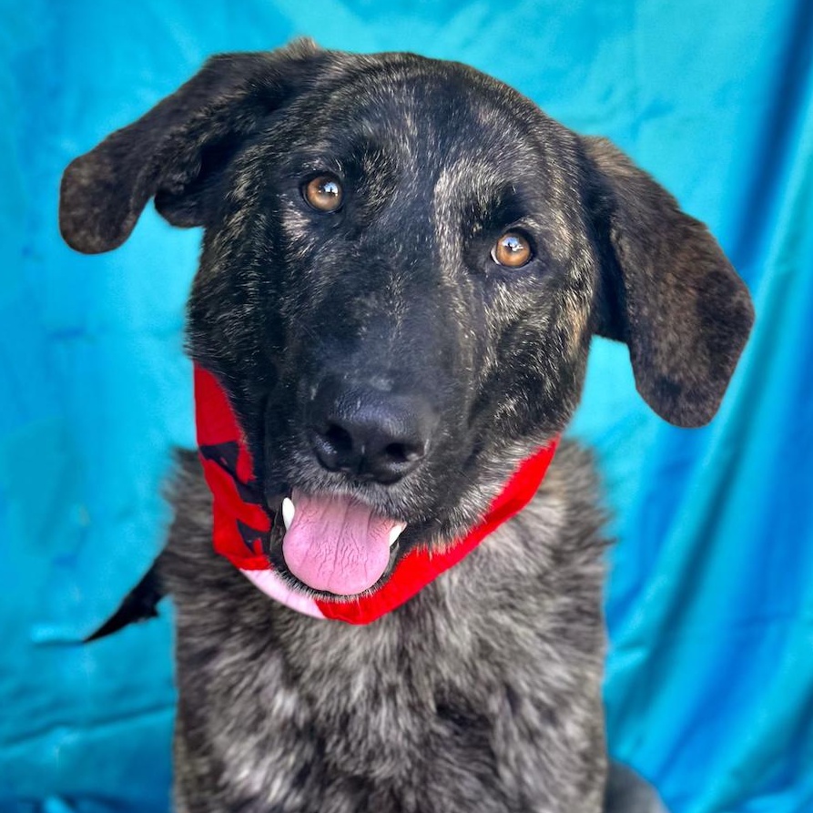 FRED, Adoptable, Young Male Dutch Shepherd.