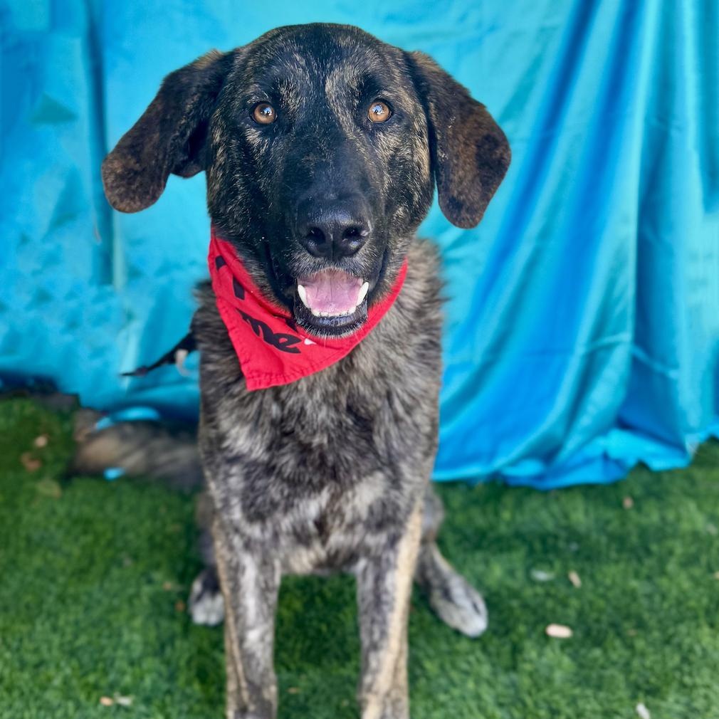 Enlarge FRED, a Adoptable mixed breed in Rowland Heights, CA image 2/6