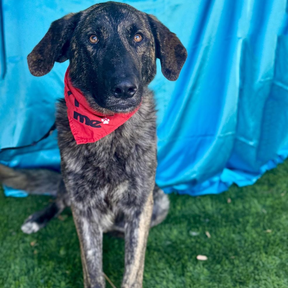 Enlarge FRED, a Adoptable mixed breed in Rowland Heights, CA image 6/6