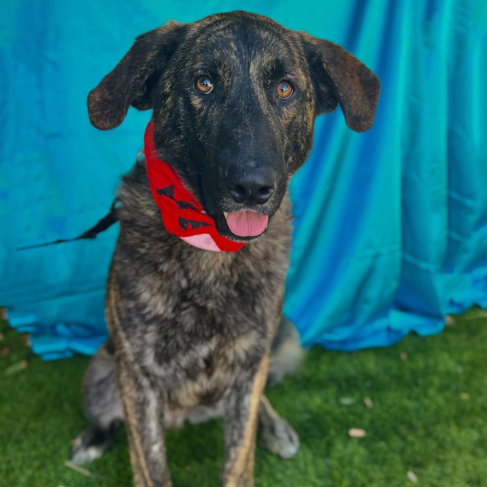 Enlarge FRED, a Adoptable mixed breed in Rowland Heights, CA image 4/6