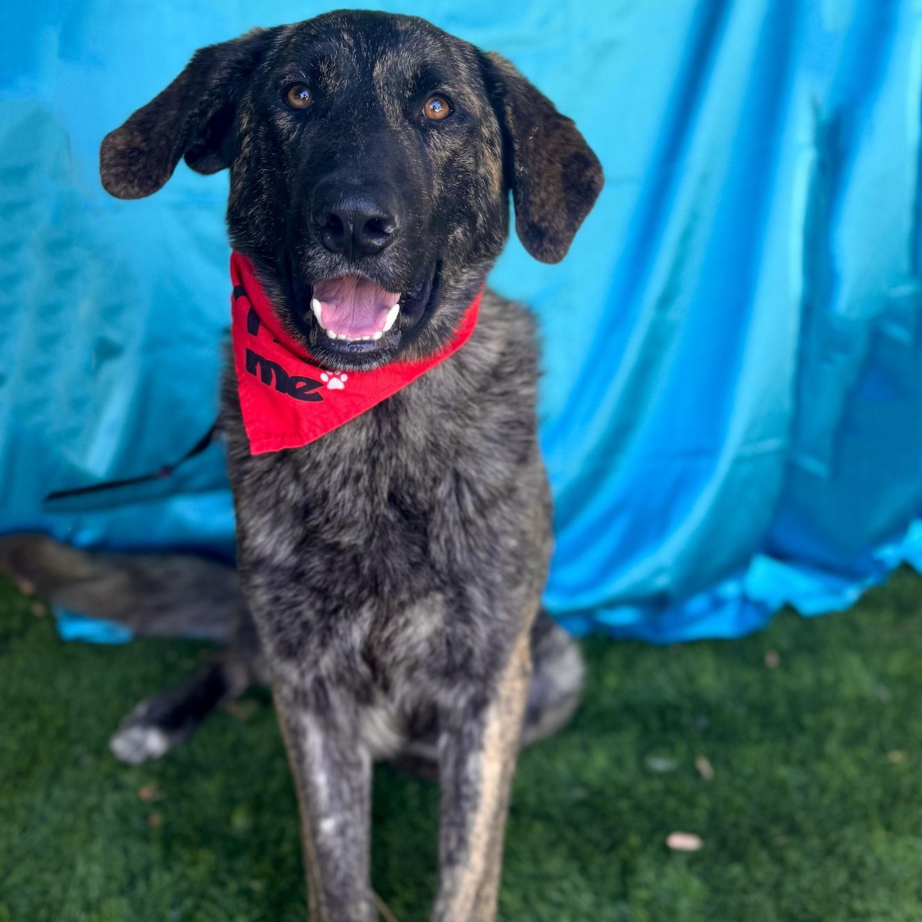 Enlarge FRED, a Adoptable mixed breed in Rowland Heights, CA image 3/6