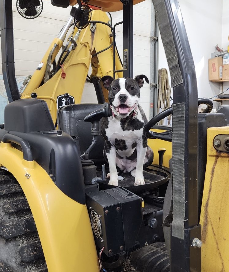 Enlarge Ella (loves people - needs a chance), a Adoptable American Staffordshire Terrier in Dayville, CT image 11/11