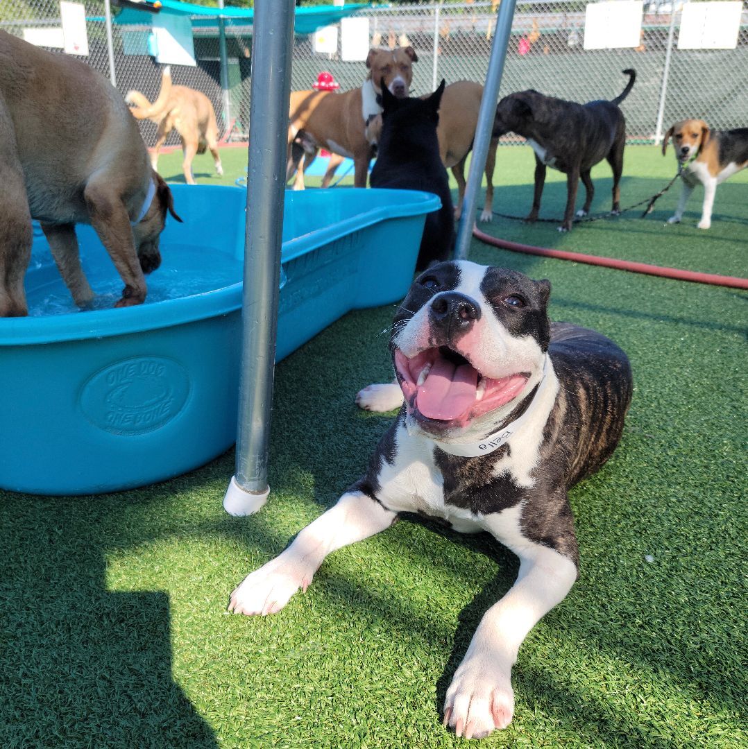 Enlarge Ella (loves people - needs a chance), a Adoptable American Staffordshire Terrier in Dayville, CT image 10/11