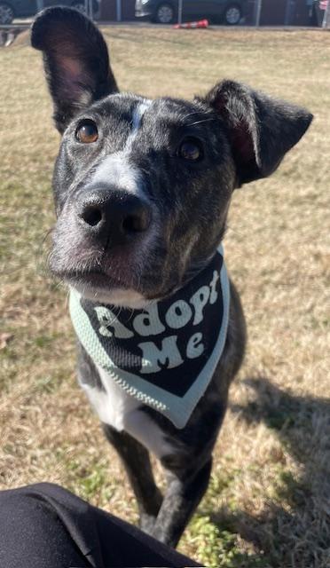 Frieda, Adopted, Young Female Mixed Breed.